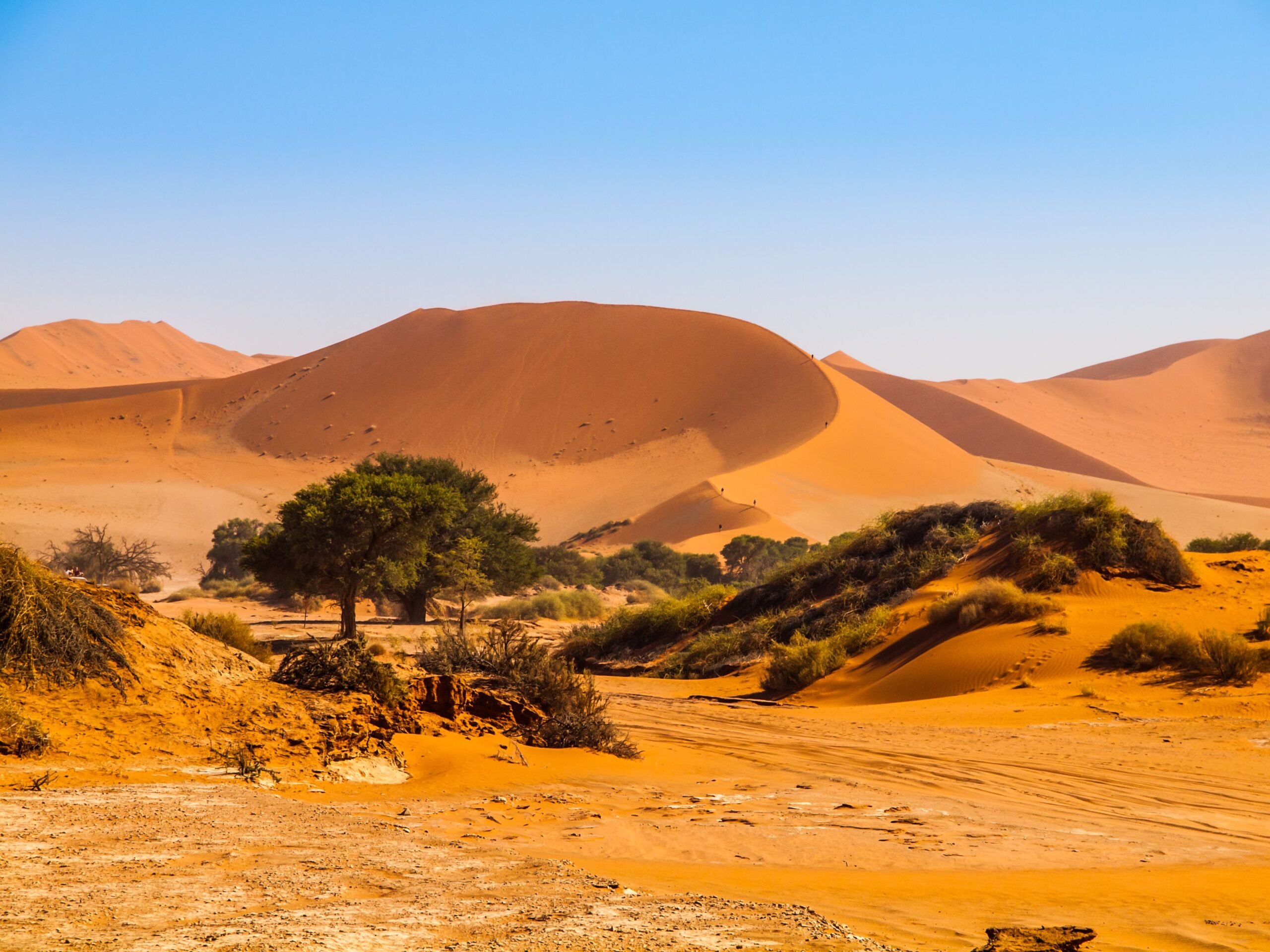 Oasis withe green trees in the middle of red dunes, Sossusvlei, Namib Naukluft National Park, Namibia