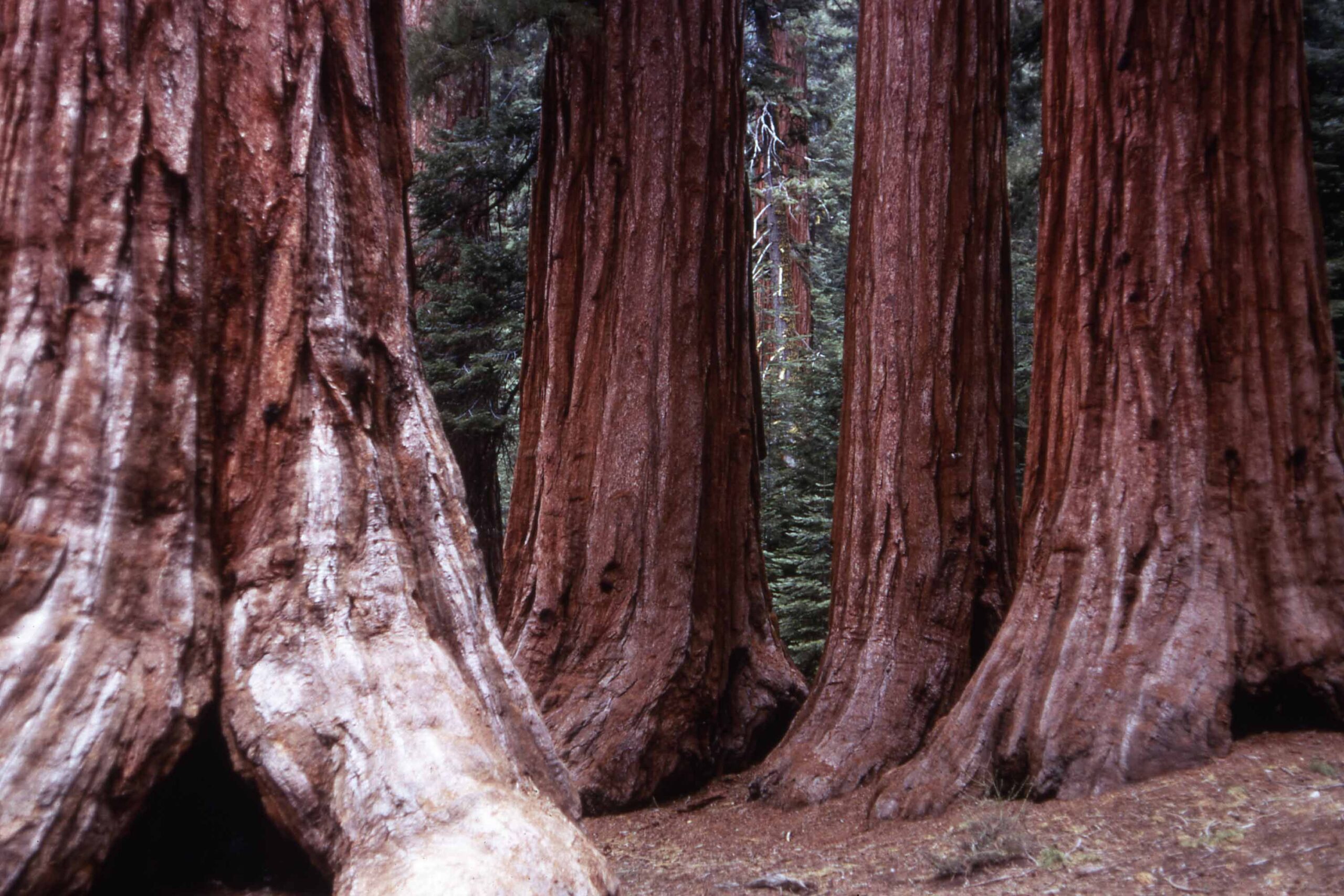 Mariposa Grove, Yosemite National Park, California
