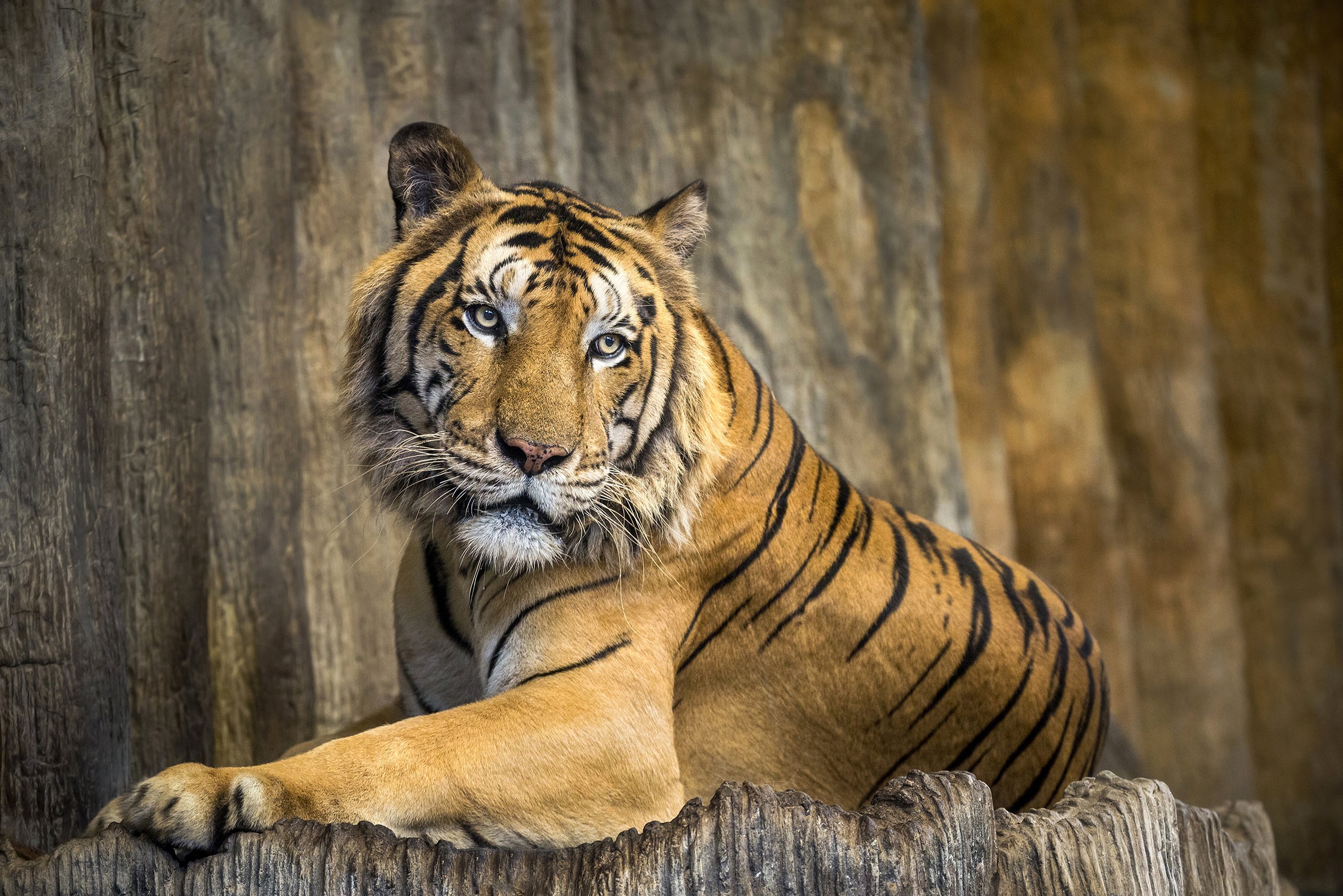 Bengal Tiger