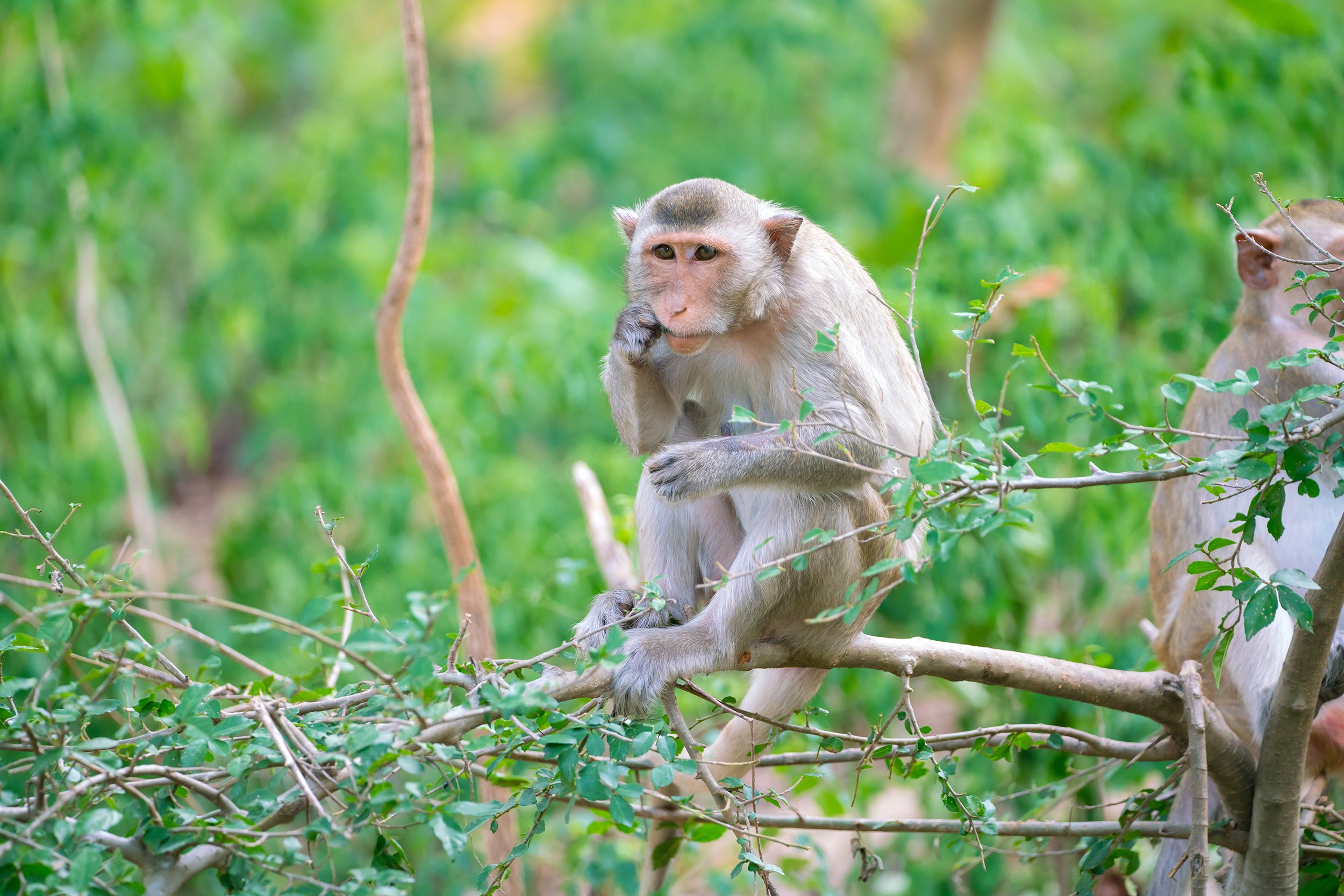 Rhesus monkey eating in a tree