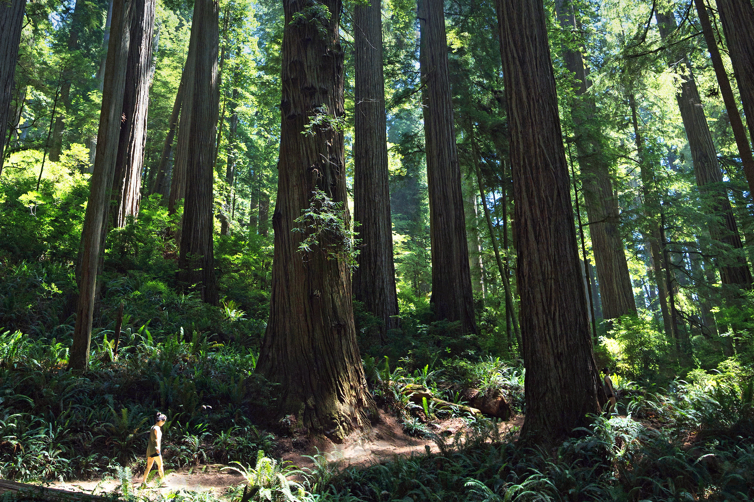 Redwood Forest