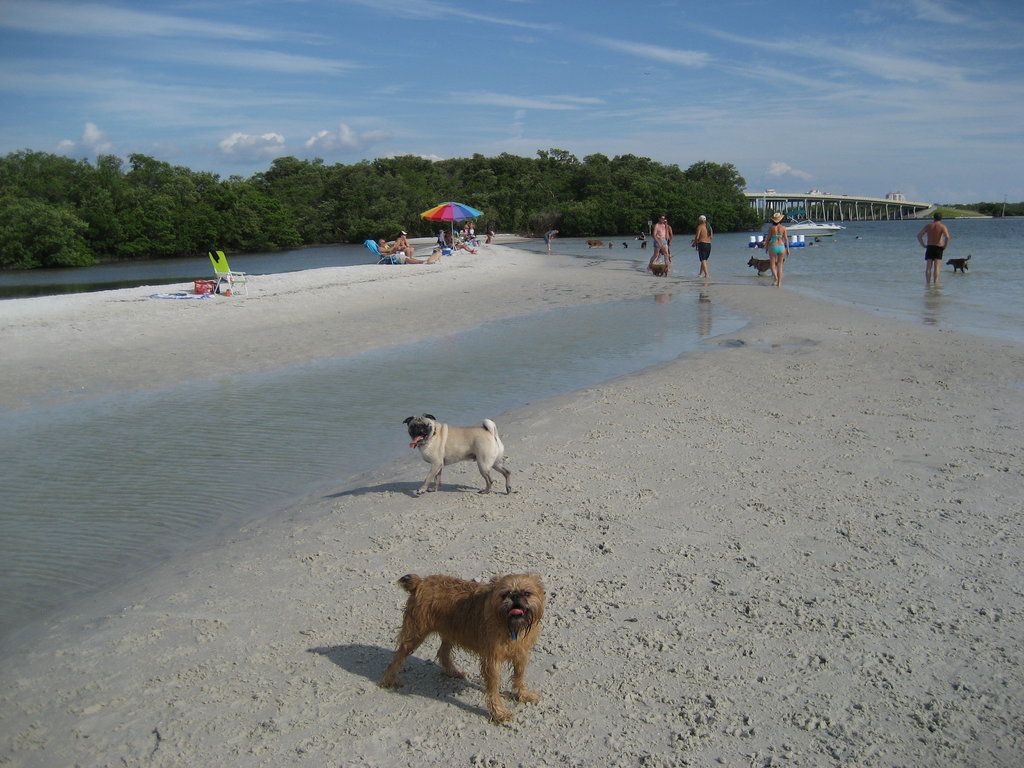 Dog Beach
