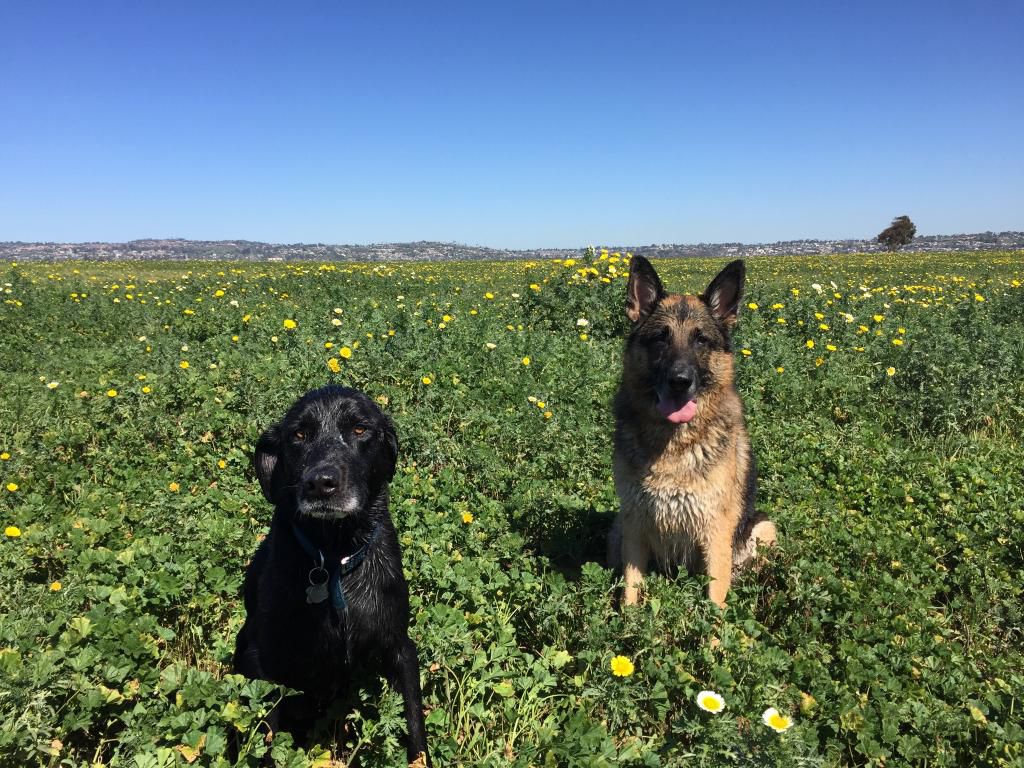 Fiesta Island San Diego