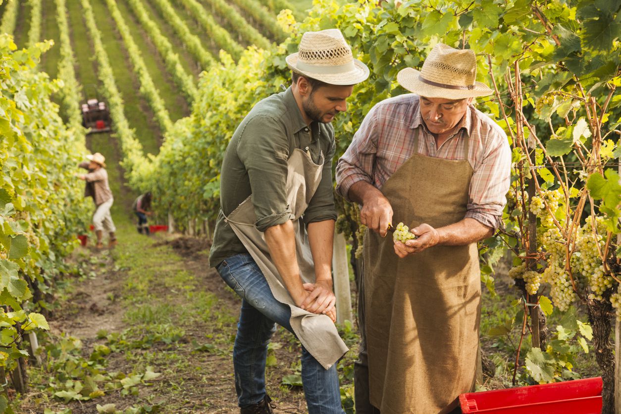 people working in vineyard