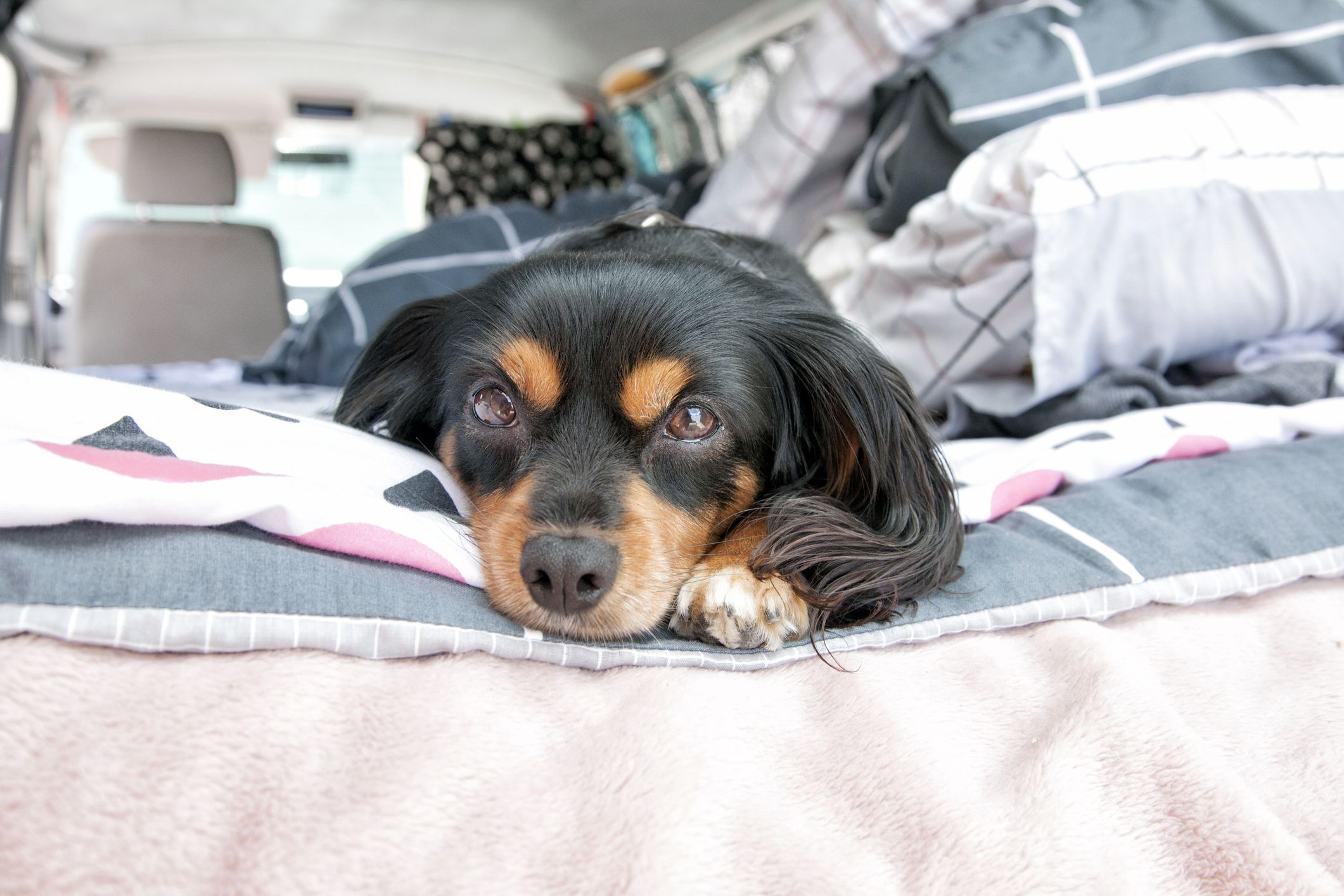sad-looking dog in camper van bed