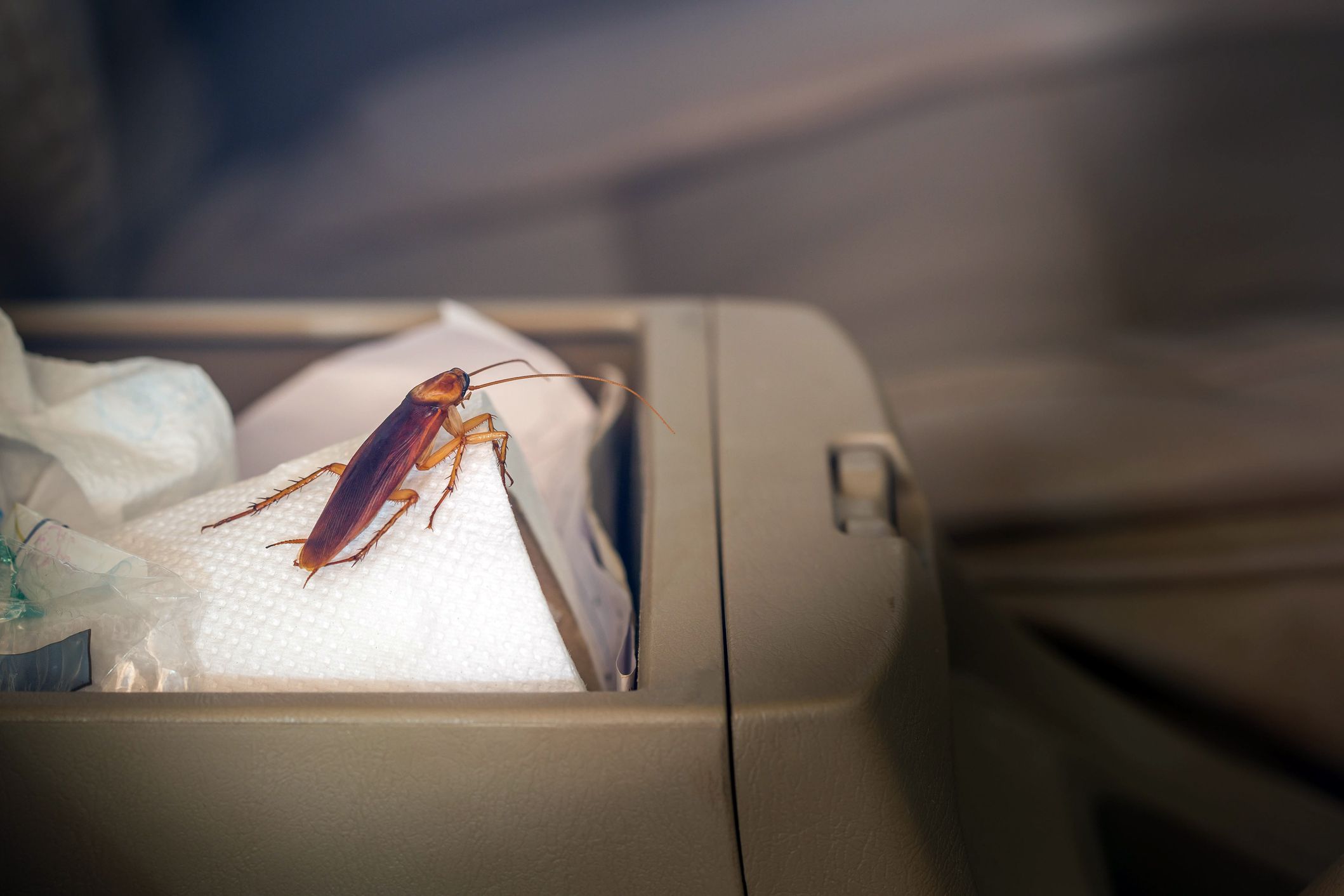 roach in car