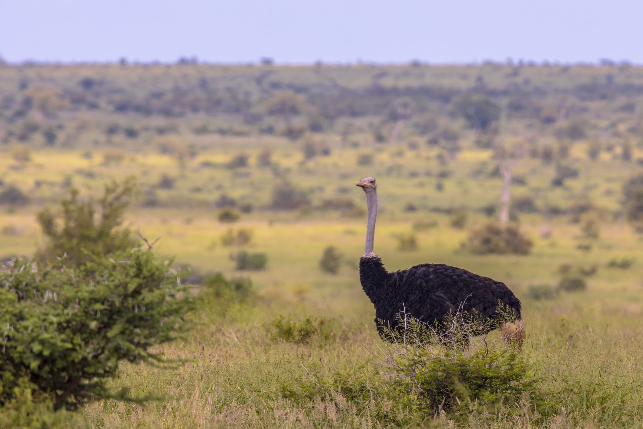 South African Ostrich (Struthio camelus australis) male on green savanna in Satara bushveld savanna of Kruger national park South Africa looking at camera