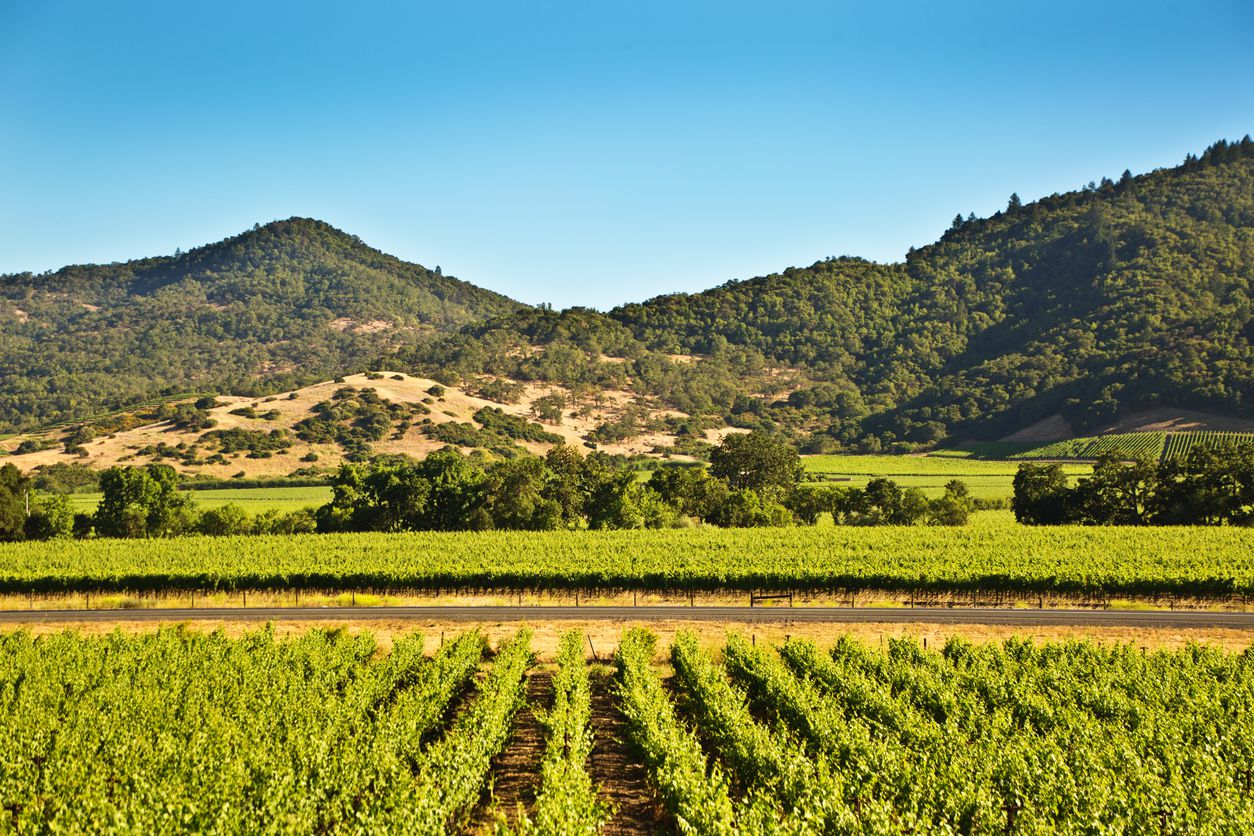 california vineyard