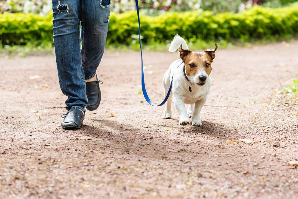Jack Russell Terrier walking kindly on loose leash