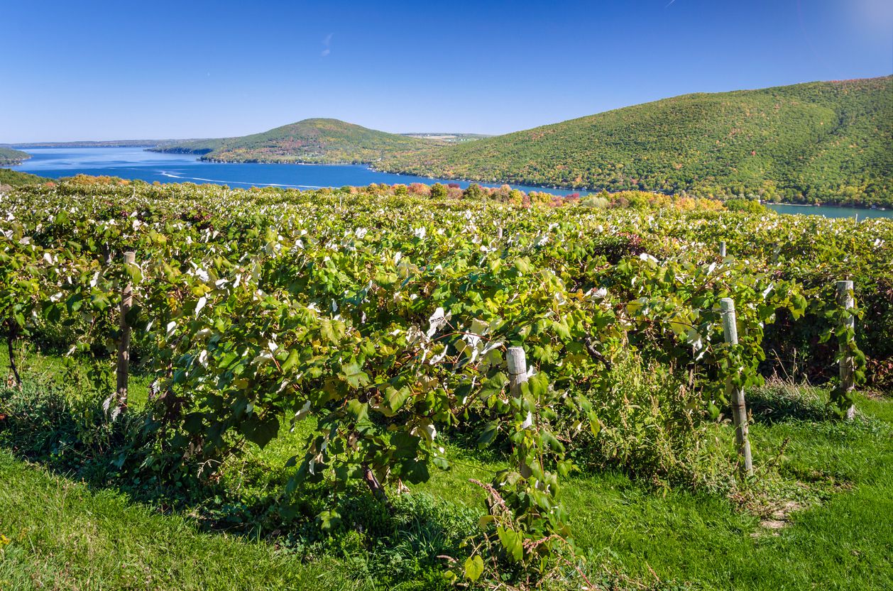 wine production finger lakes