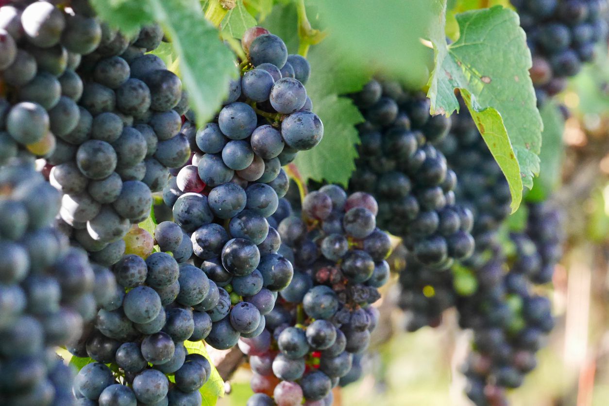 grape clusters