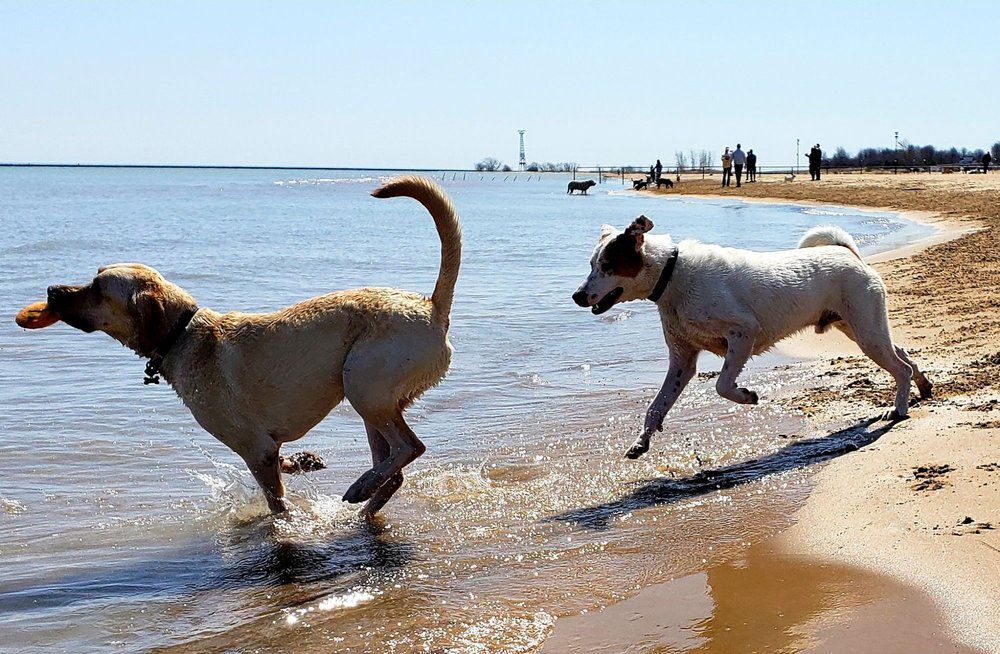 Montrose Dog Beach