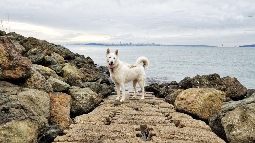 Point Isabel Regional Shoreline and Dog Park