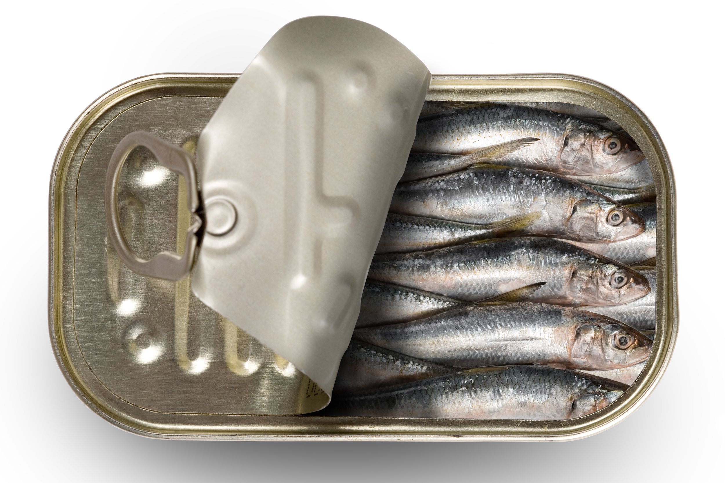 sardines in opened can