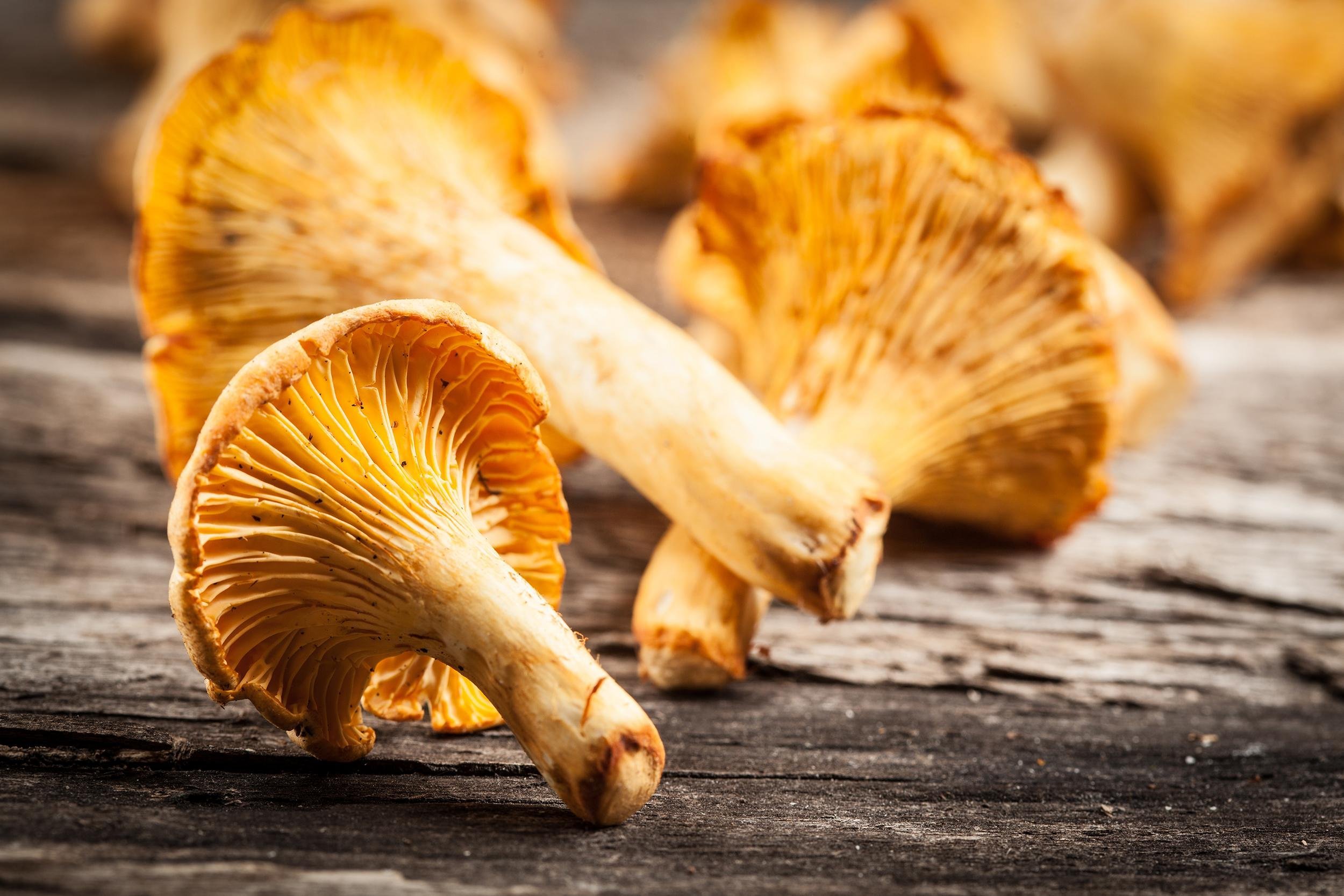 chanterelle mushrooms on wooden table
