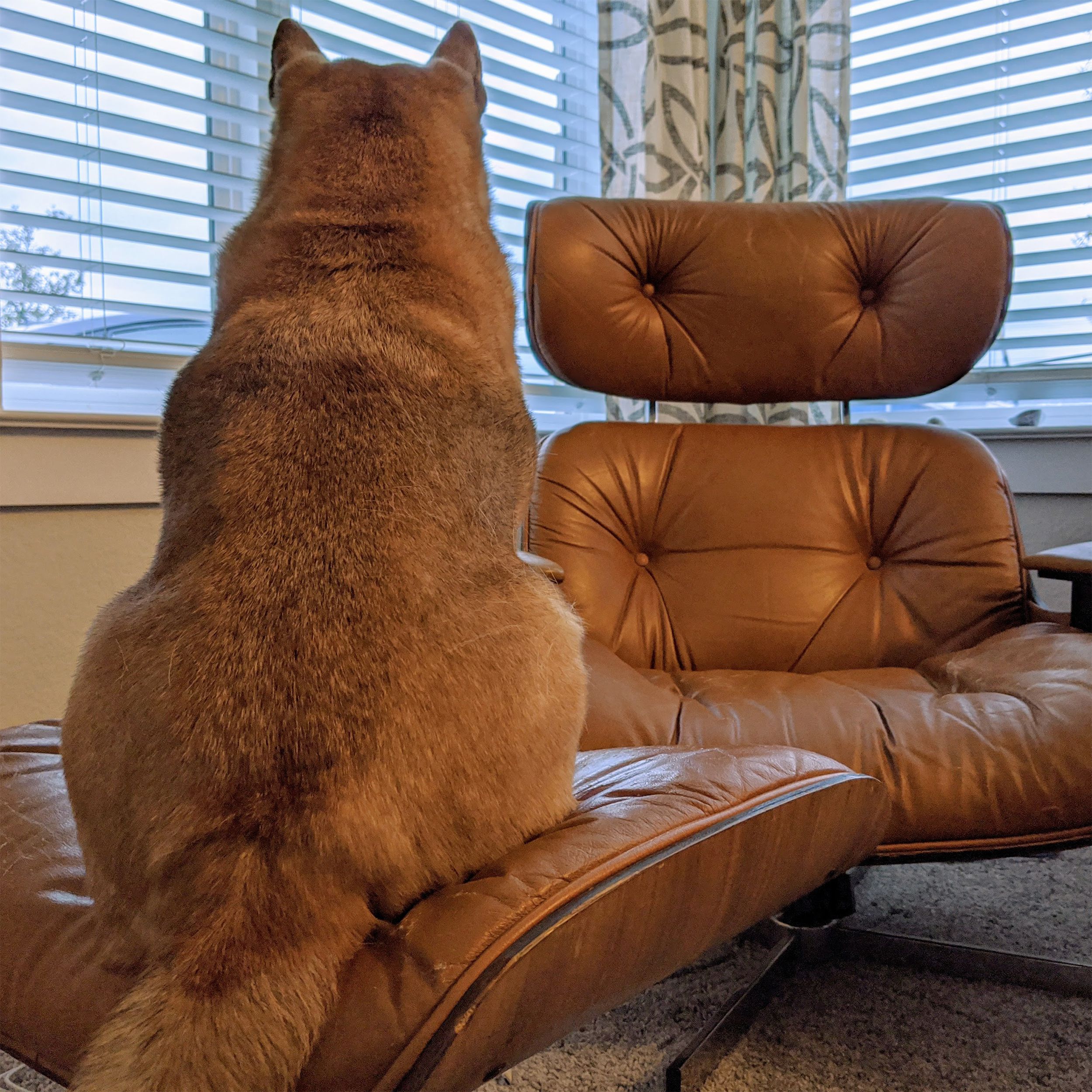 Akira