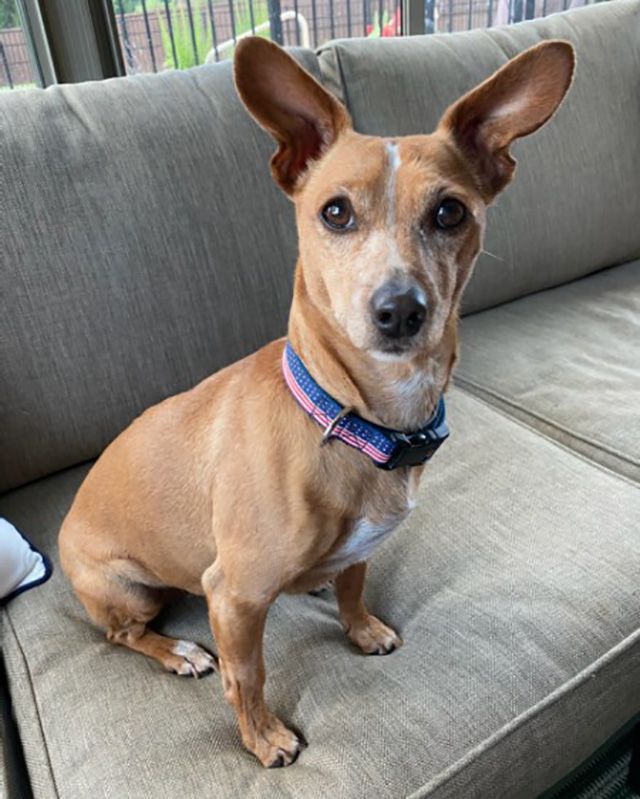 dog