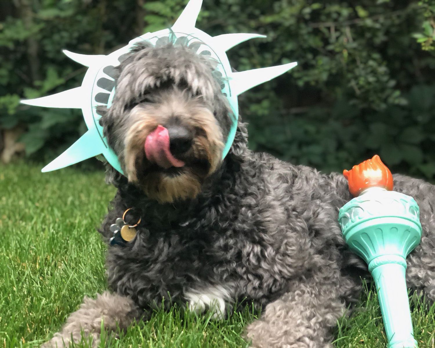 dog
