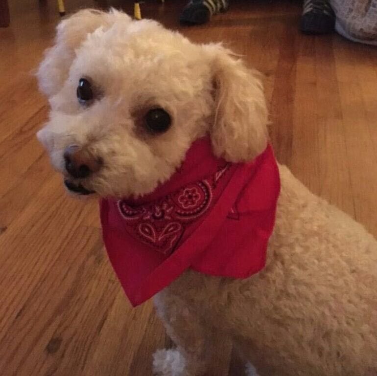 dog