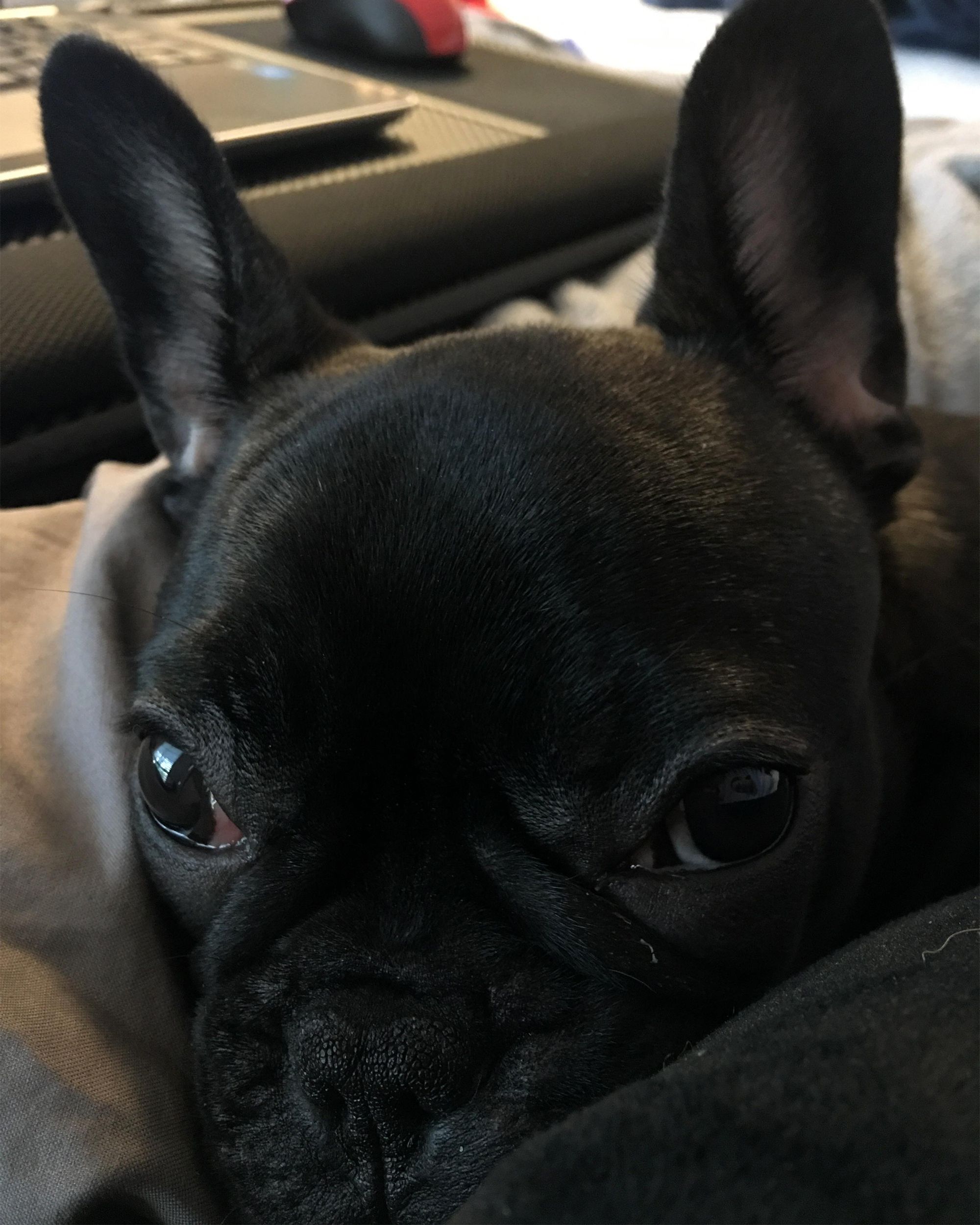 Daisy