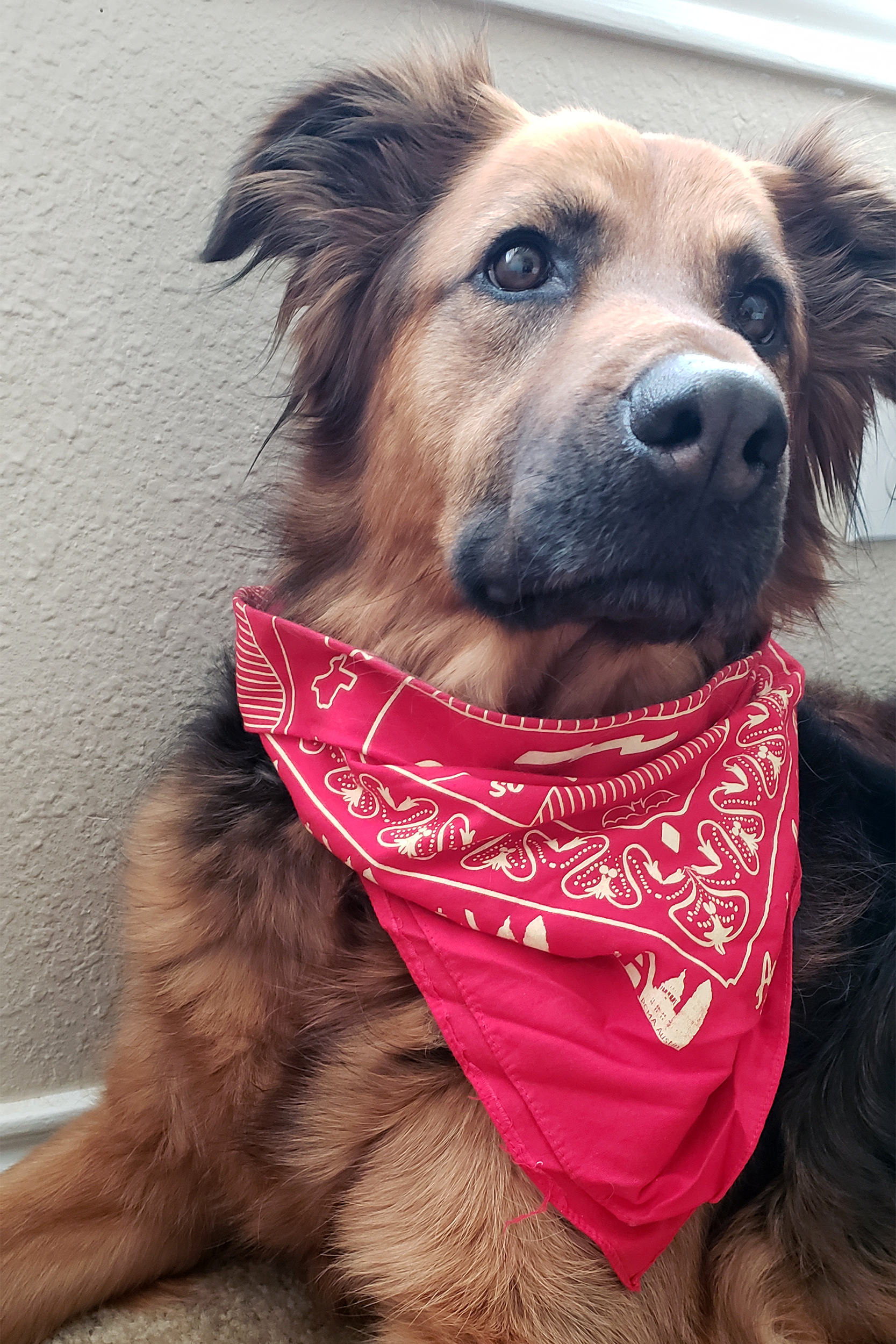 dog