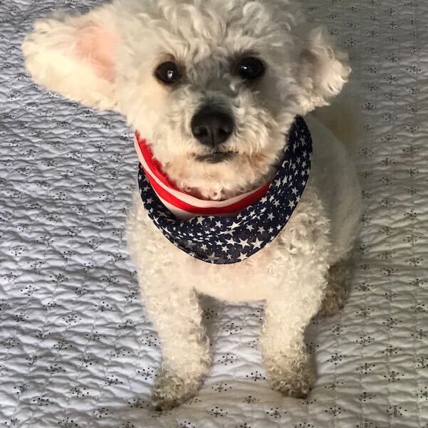 dog