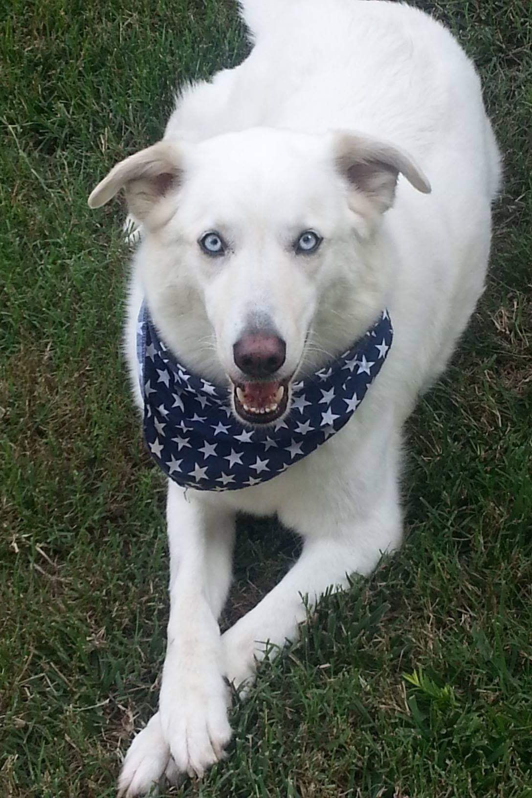dog