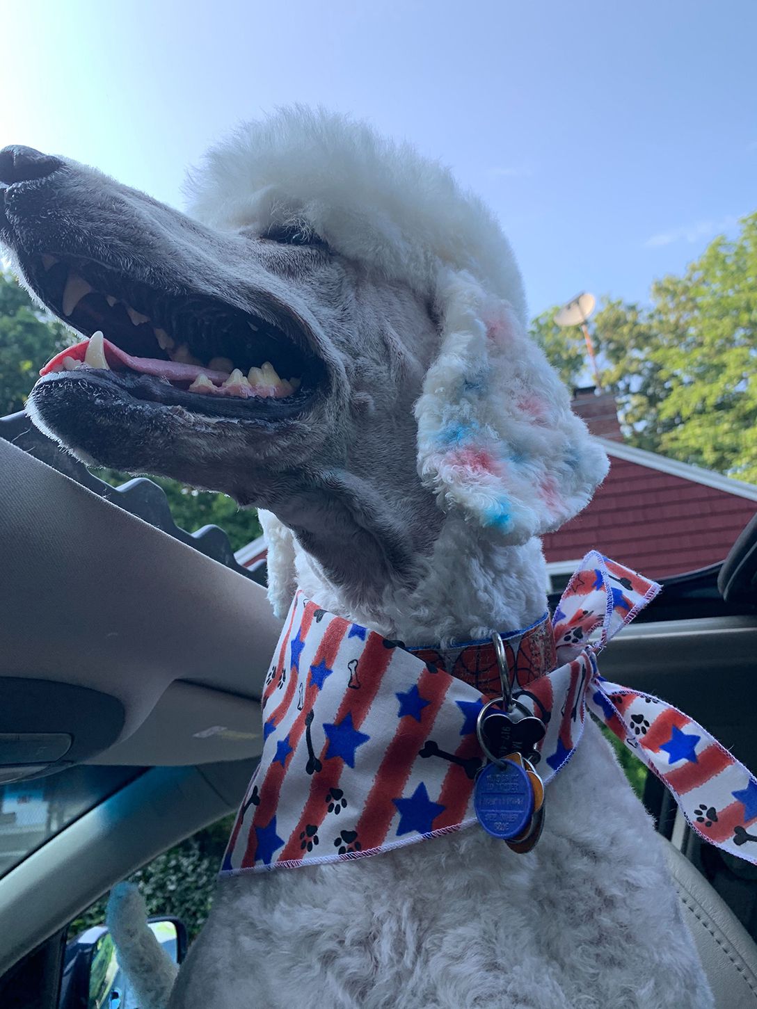 dog