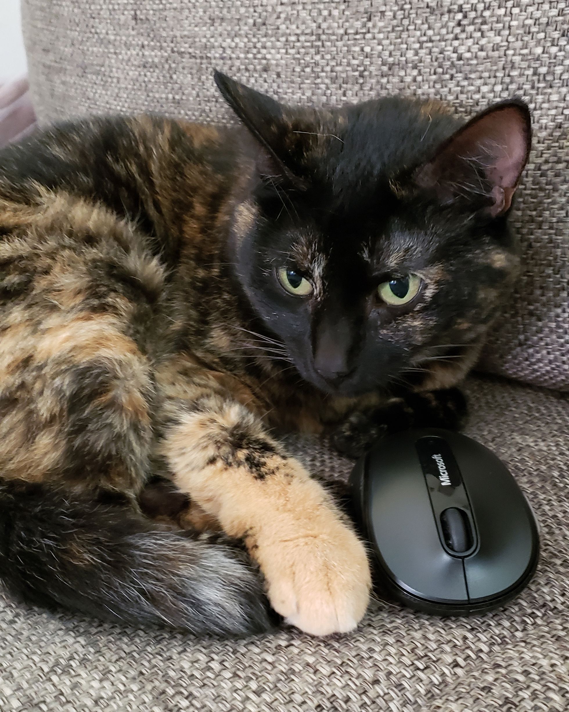 Nutmeg