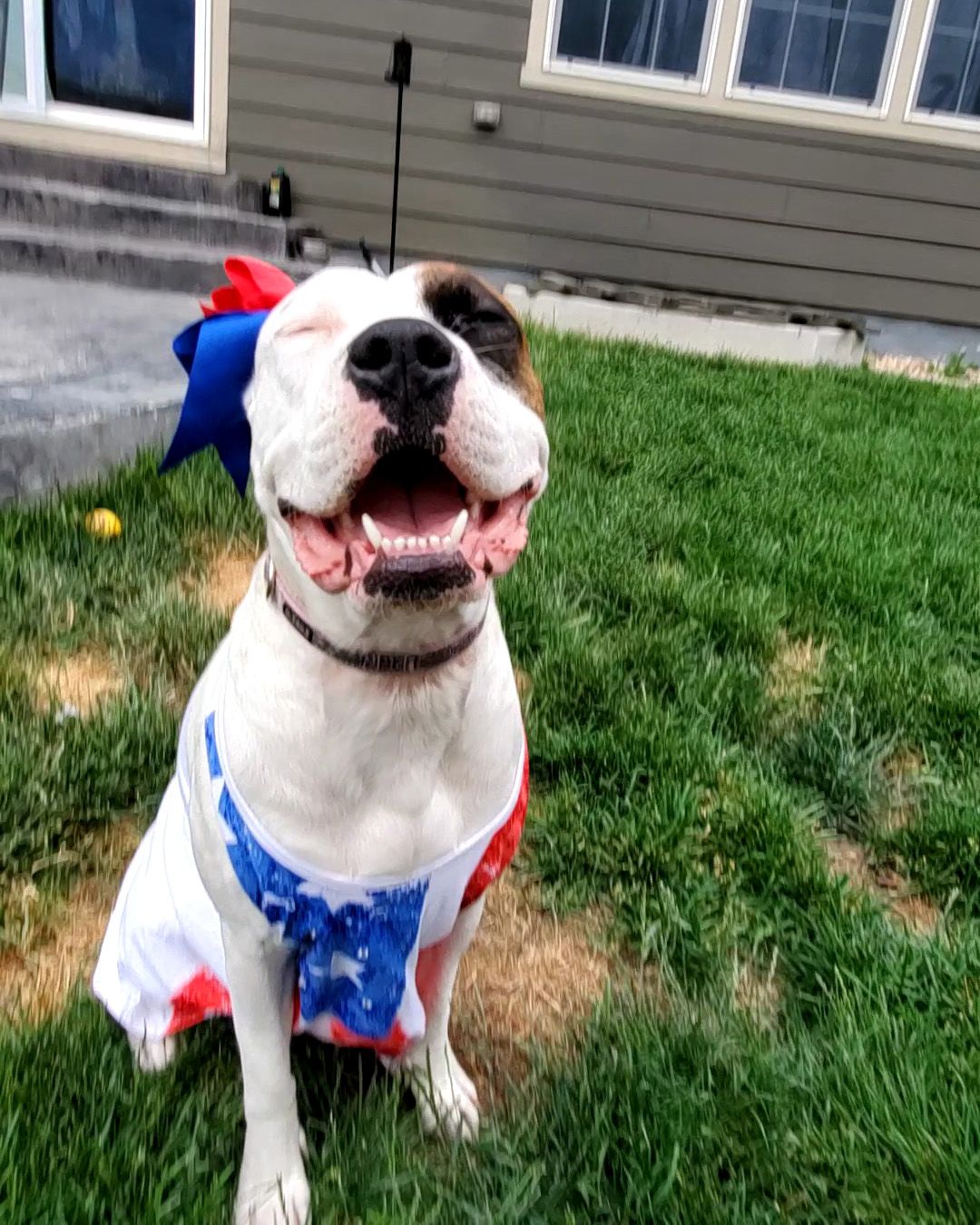 dog