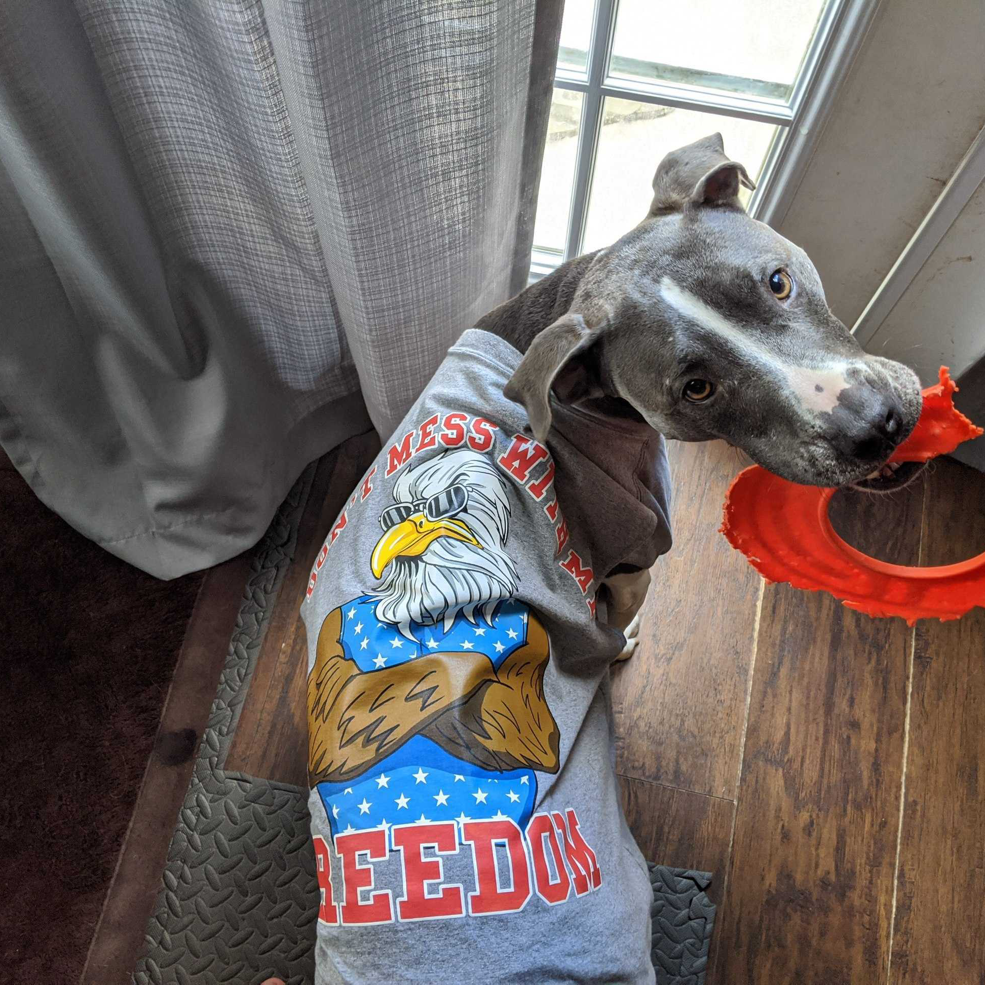 dog