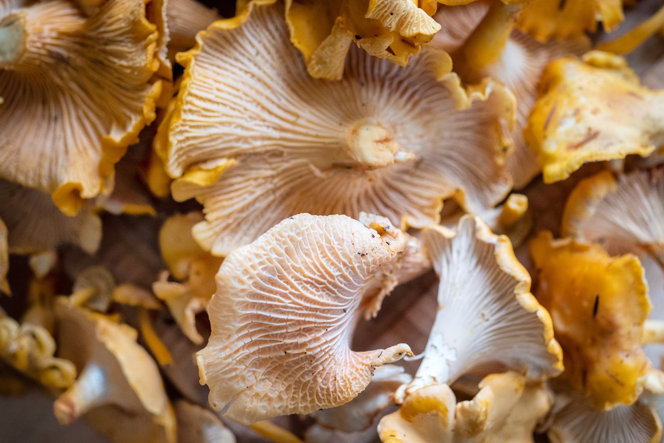 Overhead view of wild picked Chanterelle mushrooms showing vein detail. Bamfield, British Columbia, Canada.