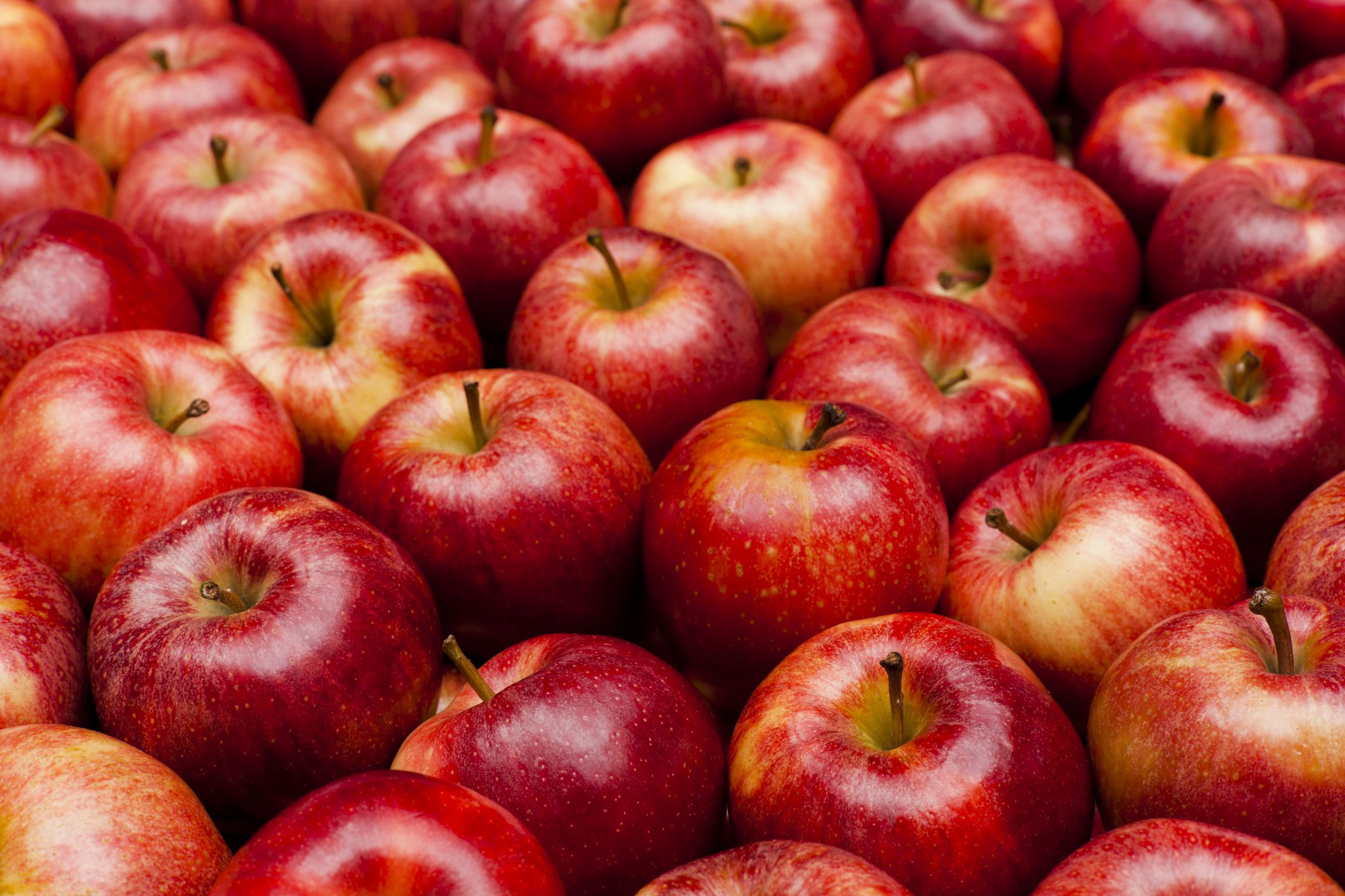 Royal Gala apples in a pile. All of the apples are red with a slight yellow hue to them. Several apples sit at an angle or on their side, while others sit perfectly straight. There almost forty apples in view.