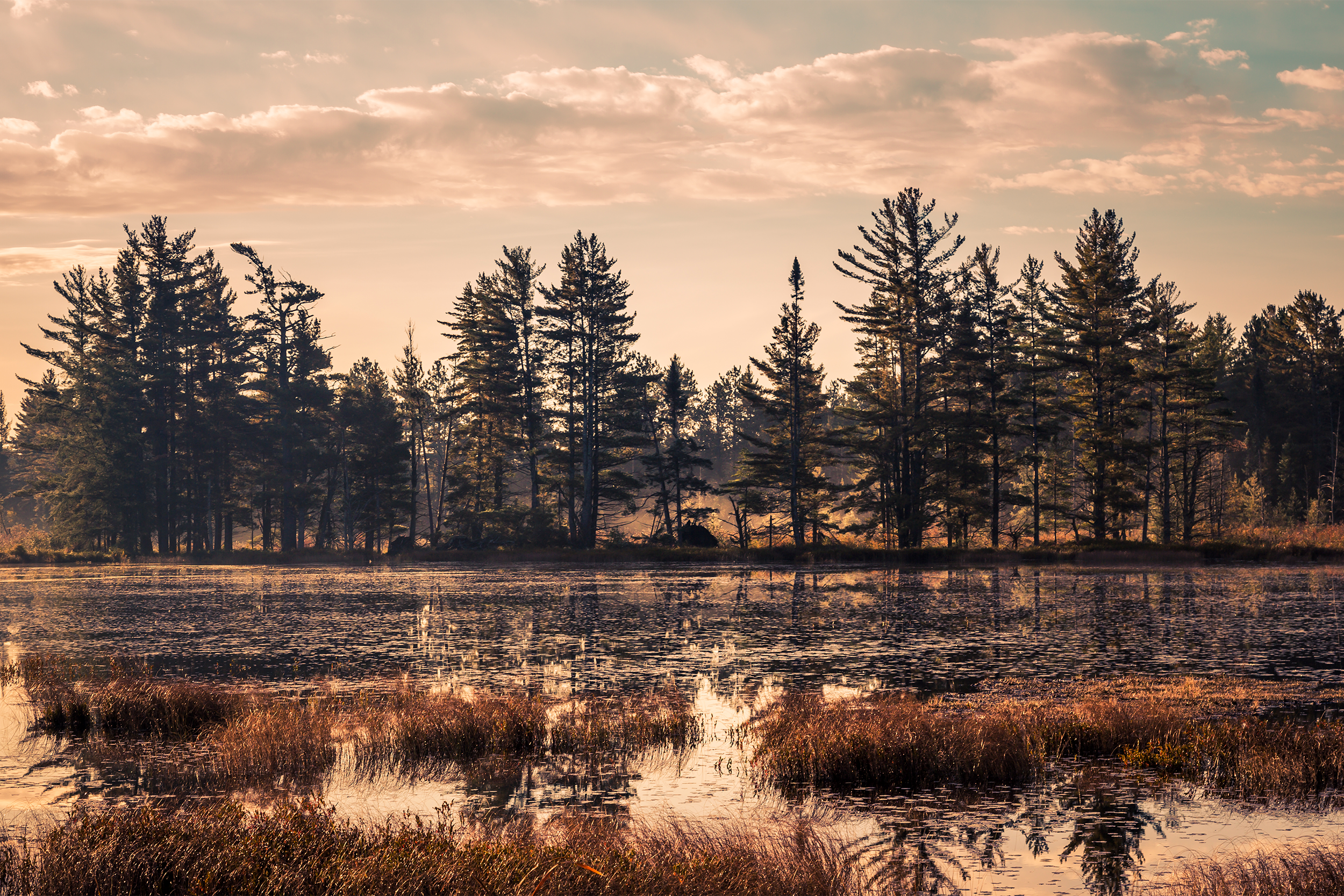 Bog in the Newberry State Forest Area