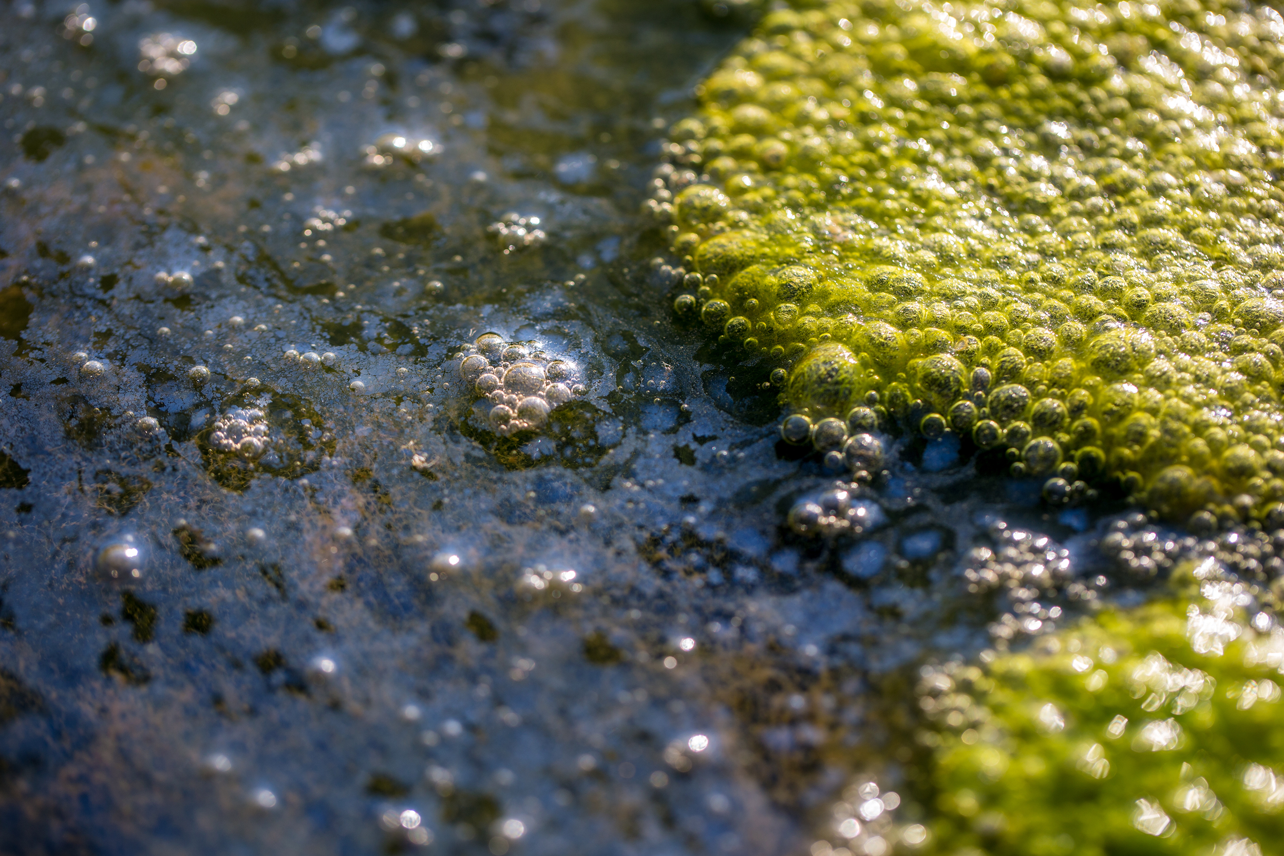 Algae floating on water