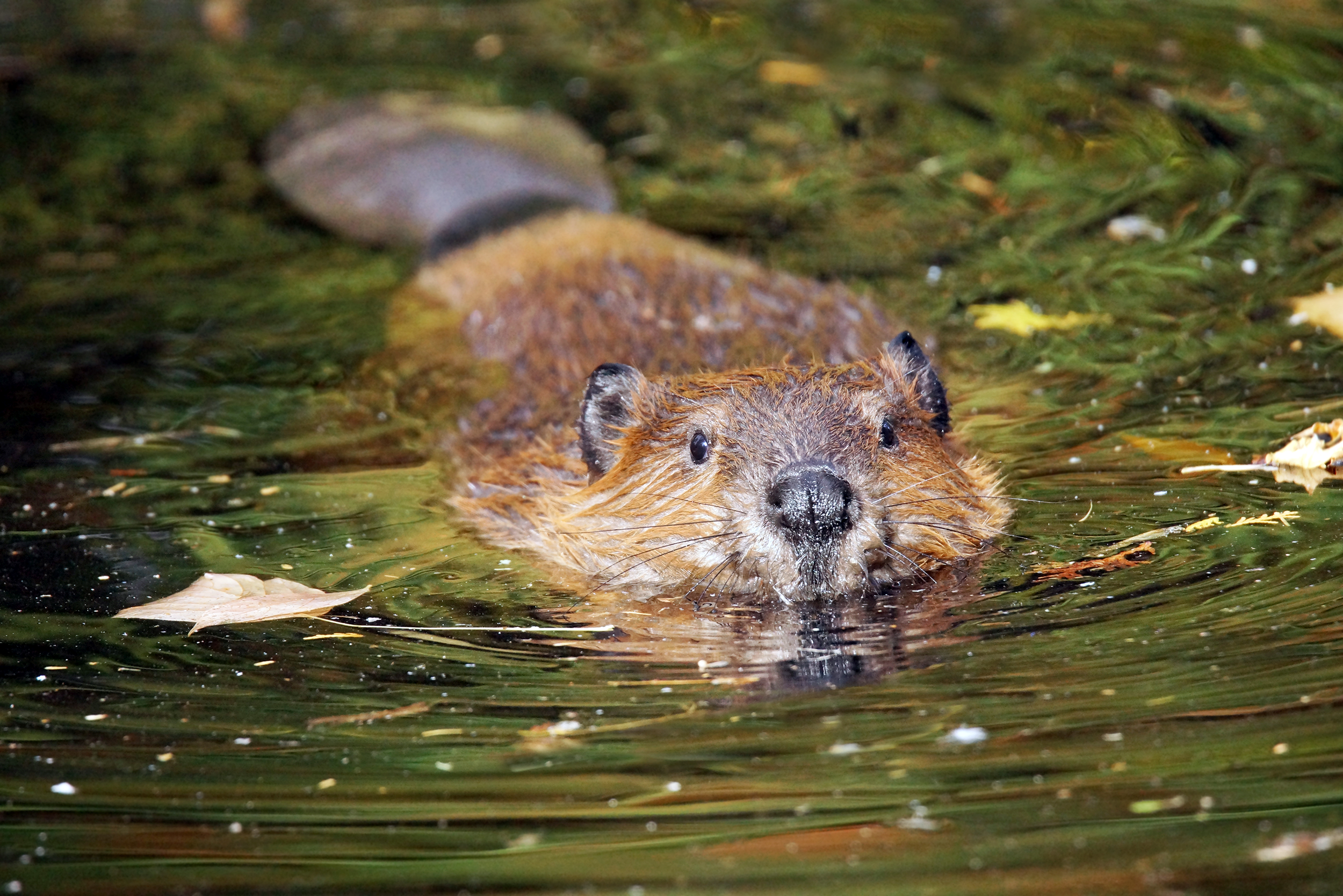 Beaver swimming