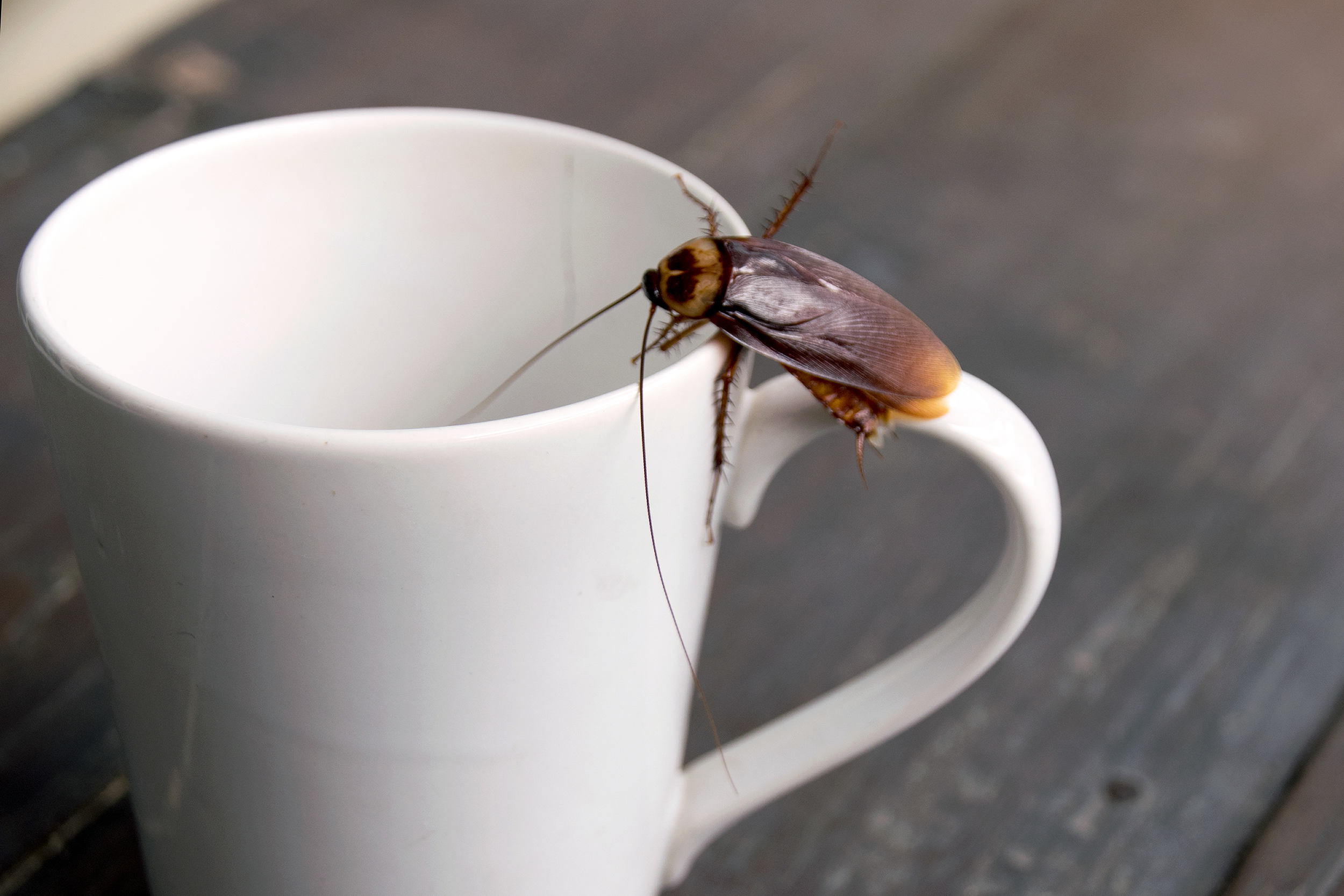 Cockroach on a mug
