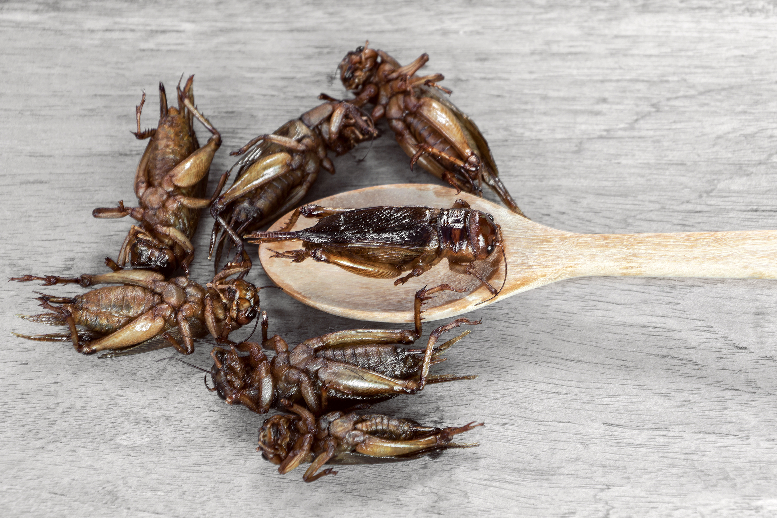 Crickets on a wooden spoon