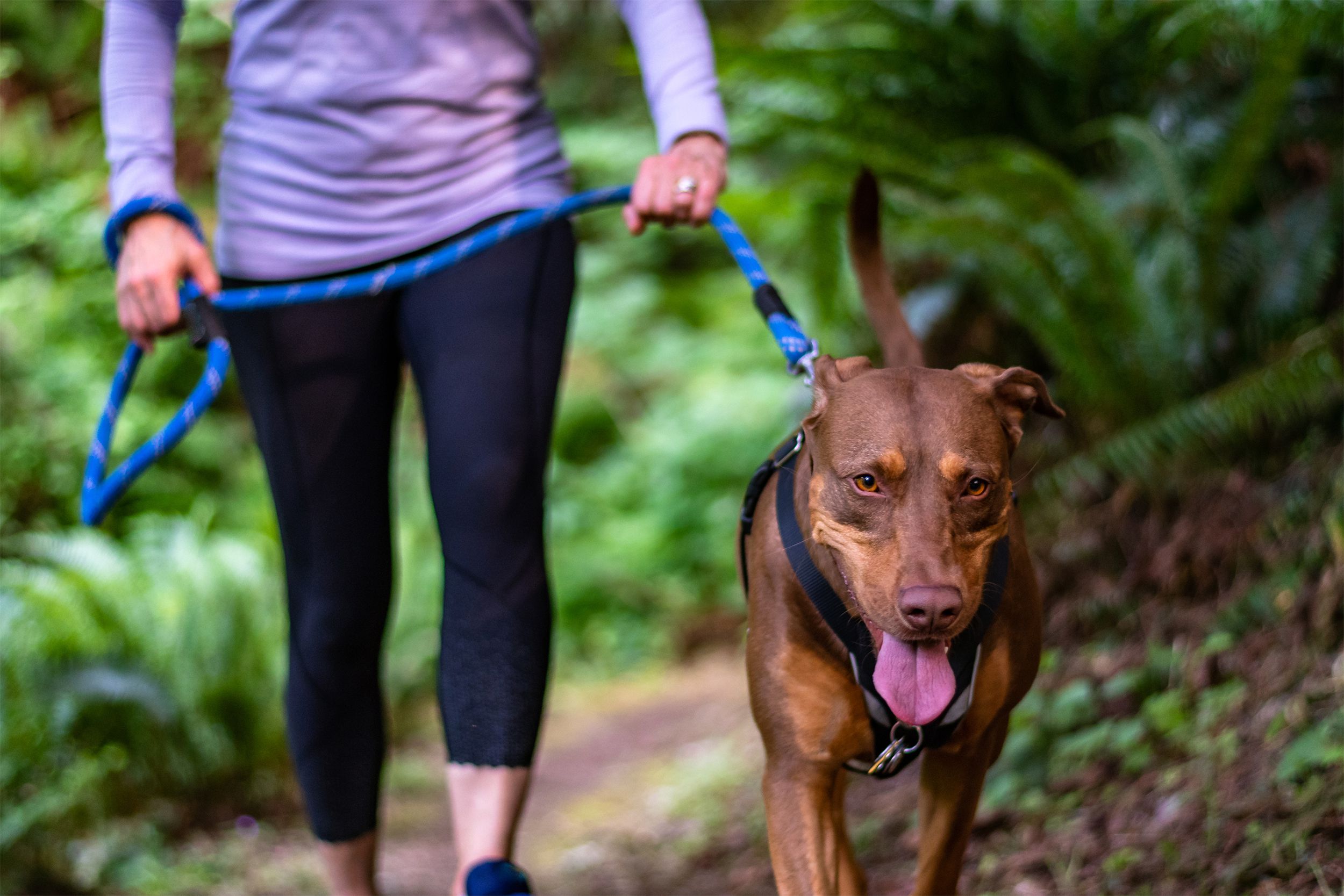 Walking dog