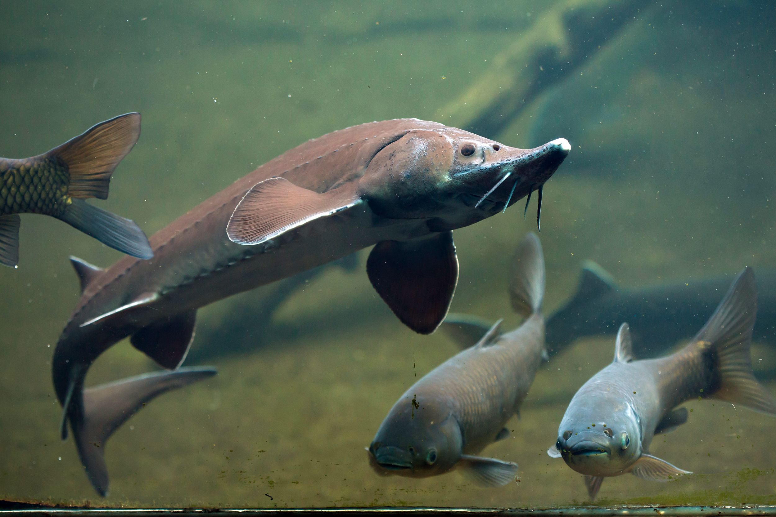 Sturgeon