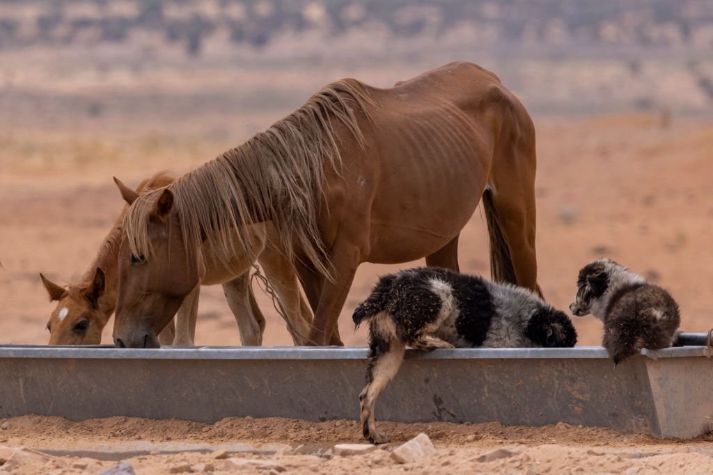 Horses and dogs drink from a trough where water is trucked to on July 4, 2021 near Tuba City, Arizona. Large portions of the West are now classified as being in exceptional drought, the most extreme drought category.