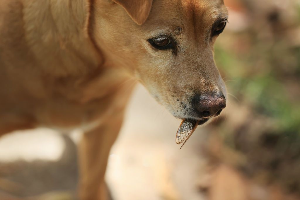 Zoe chomps down on a periodical cicada, a member of Brood X, while filling up on the insects June 01, 2021 in Takoma Park, Maryland. Prey and food for birds, animals and other insects, billions of Magicicada periodical cicadas are emerging from the soil i