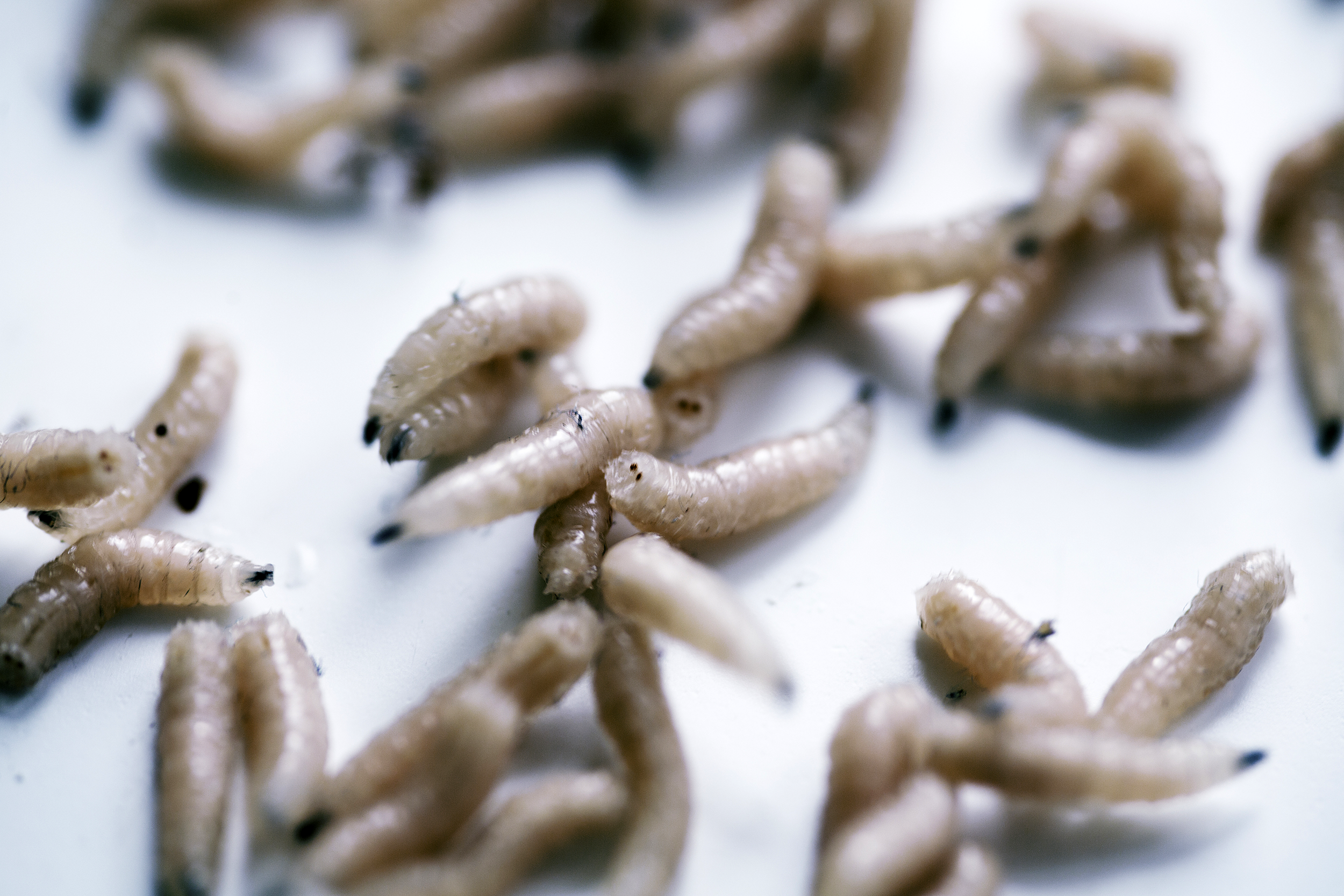 Maggots