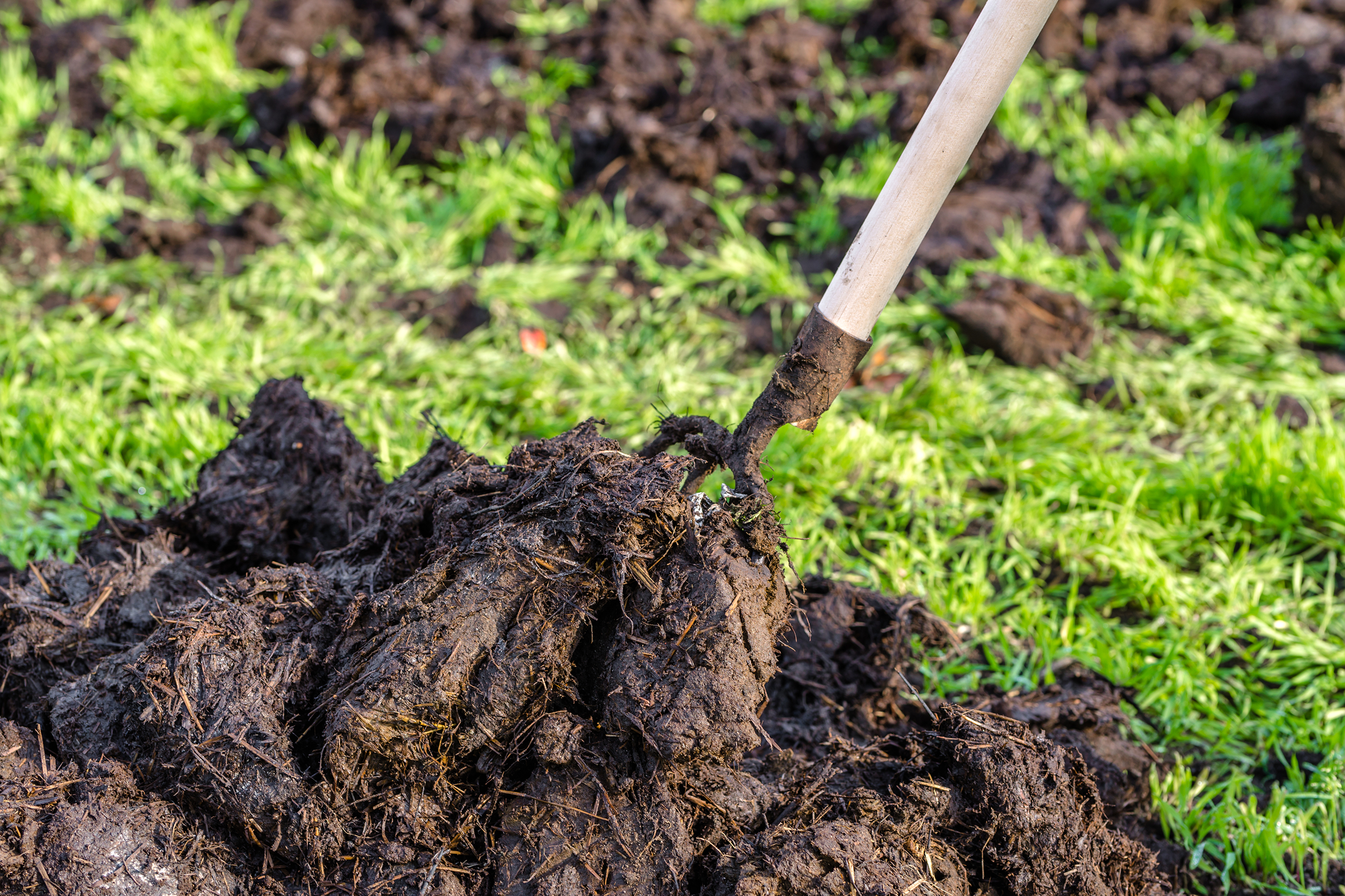 Manure fertilizer