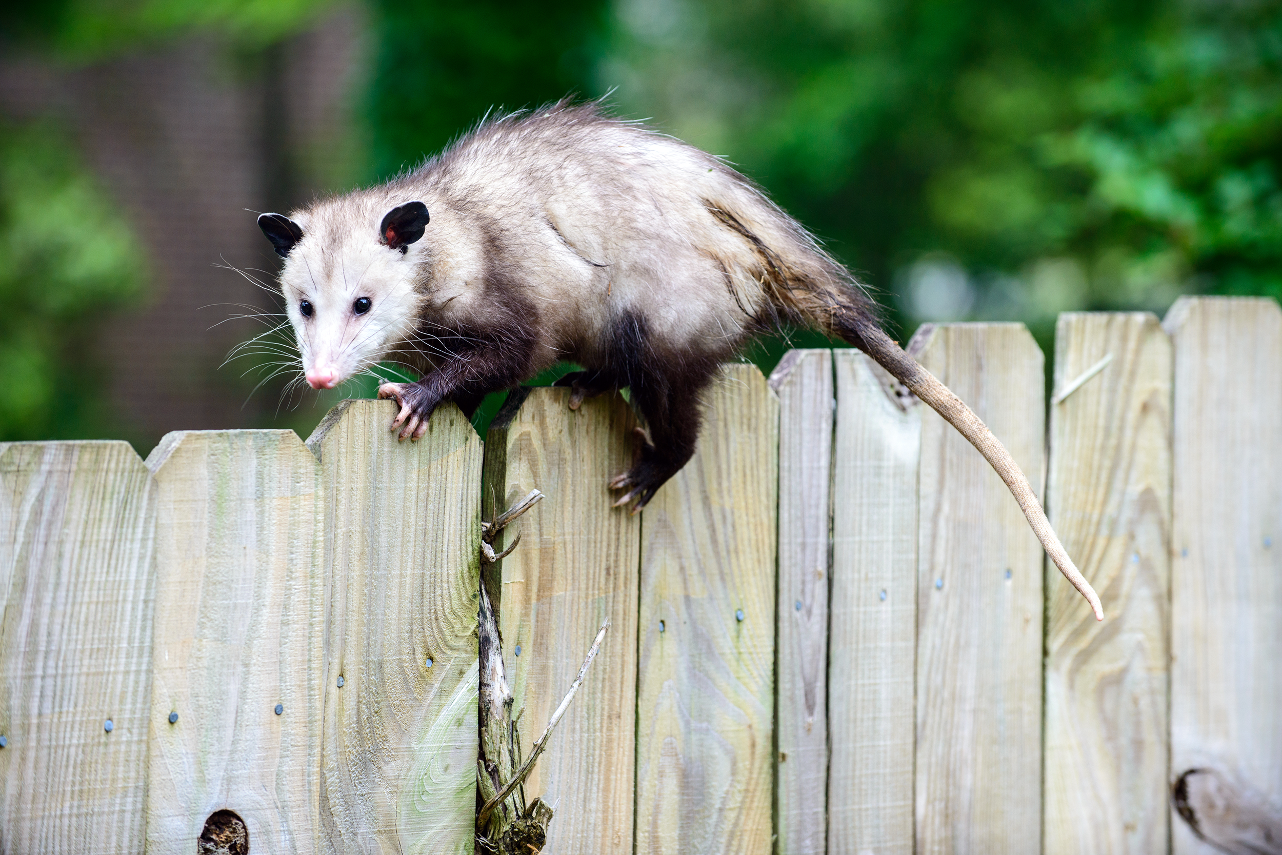 Possum on a fence
