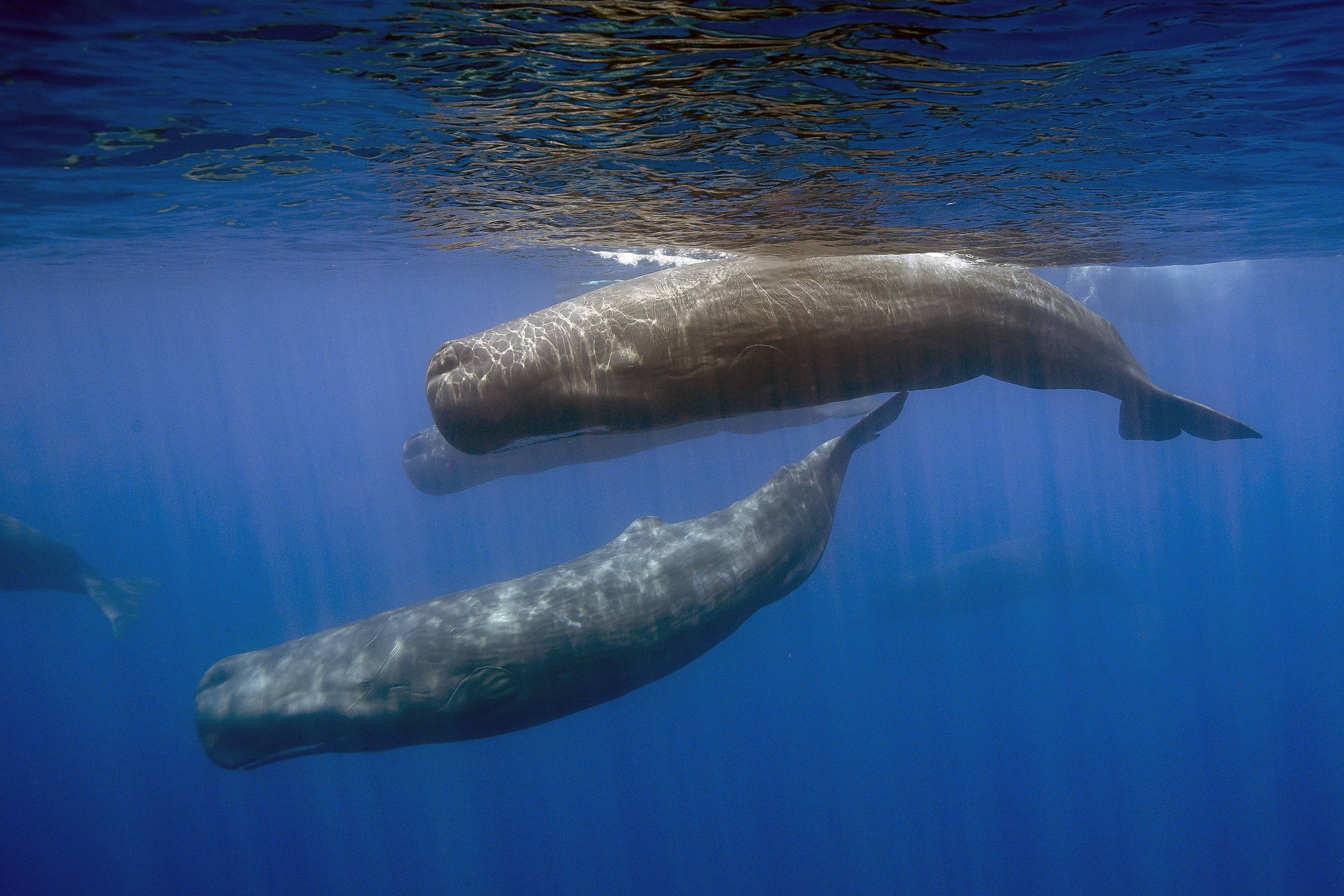 Sperm whales
