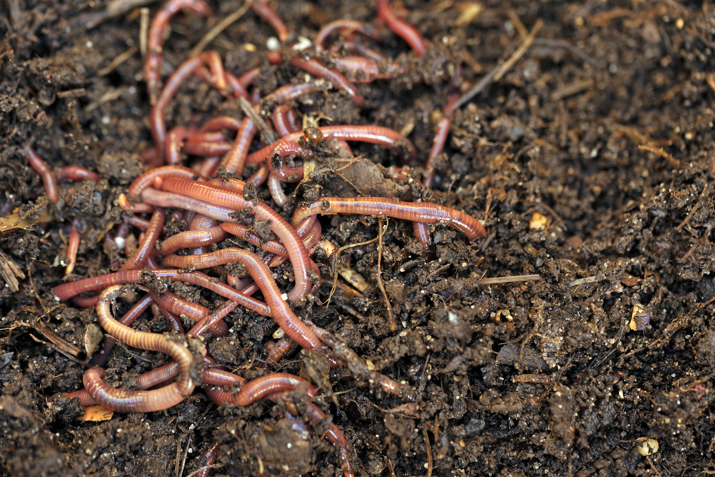 Worms in compost