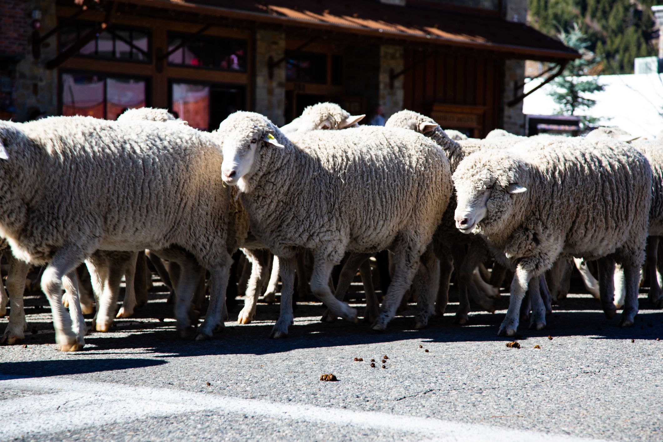 Trailing of the Sheep Festival