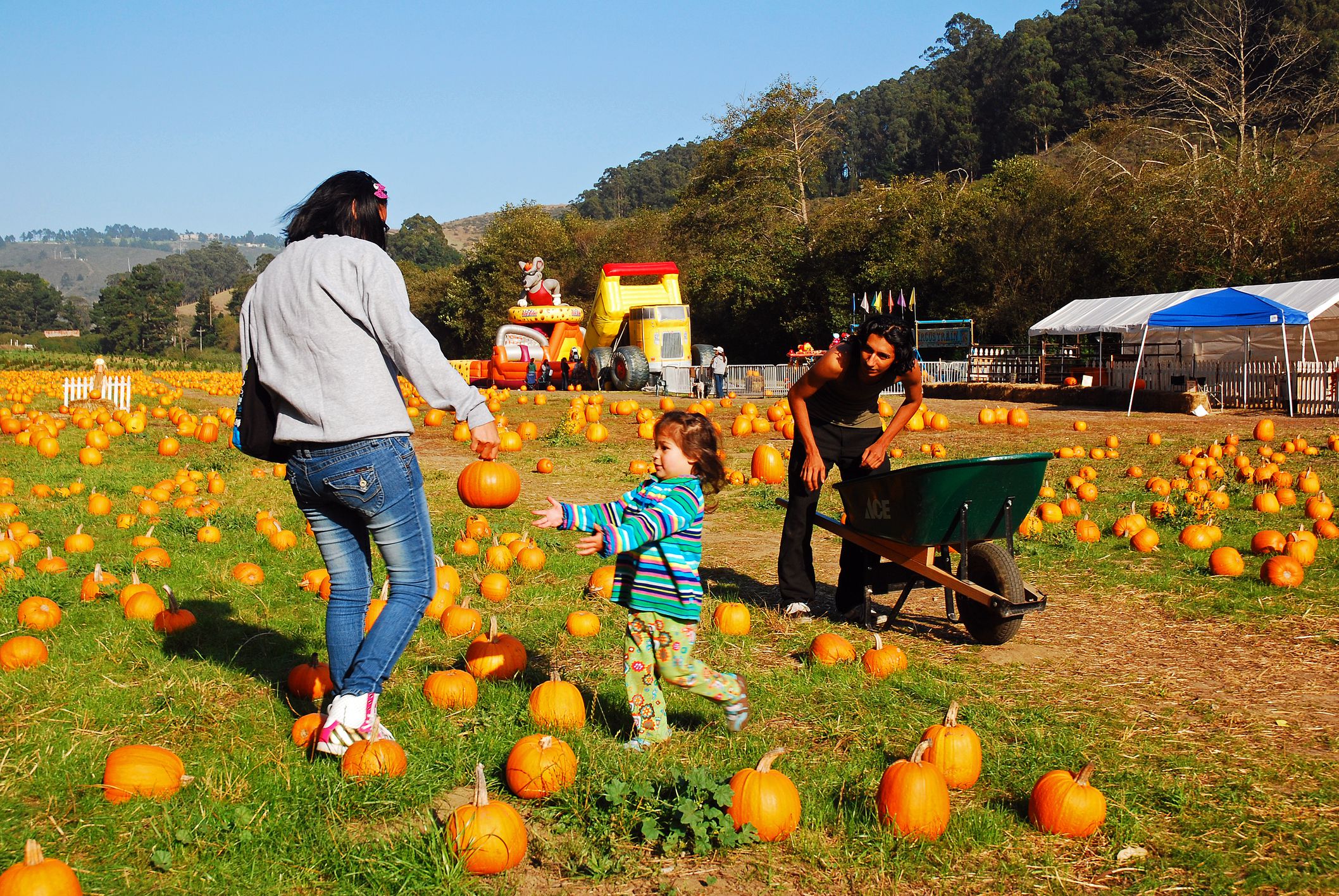 Half Moon Bay, CA, USA October 25 A family spends a fun autumn day pickling pumpkins in Half Moon Bay, California