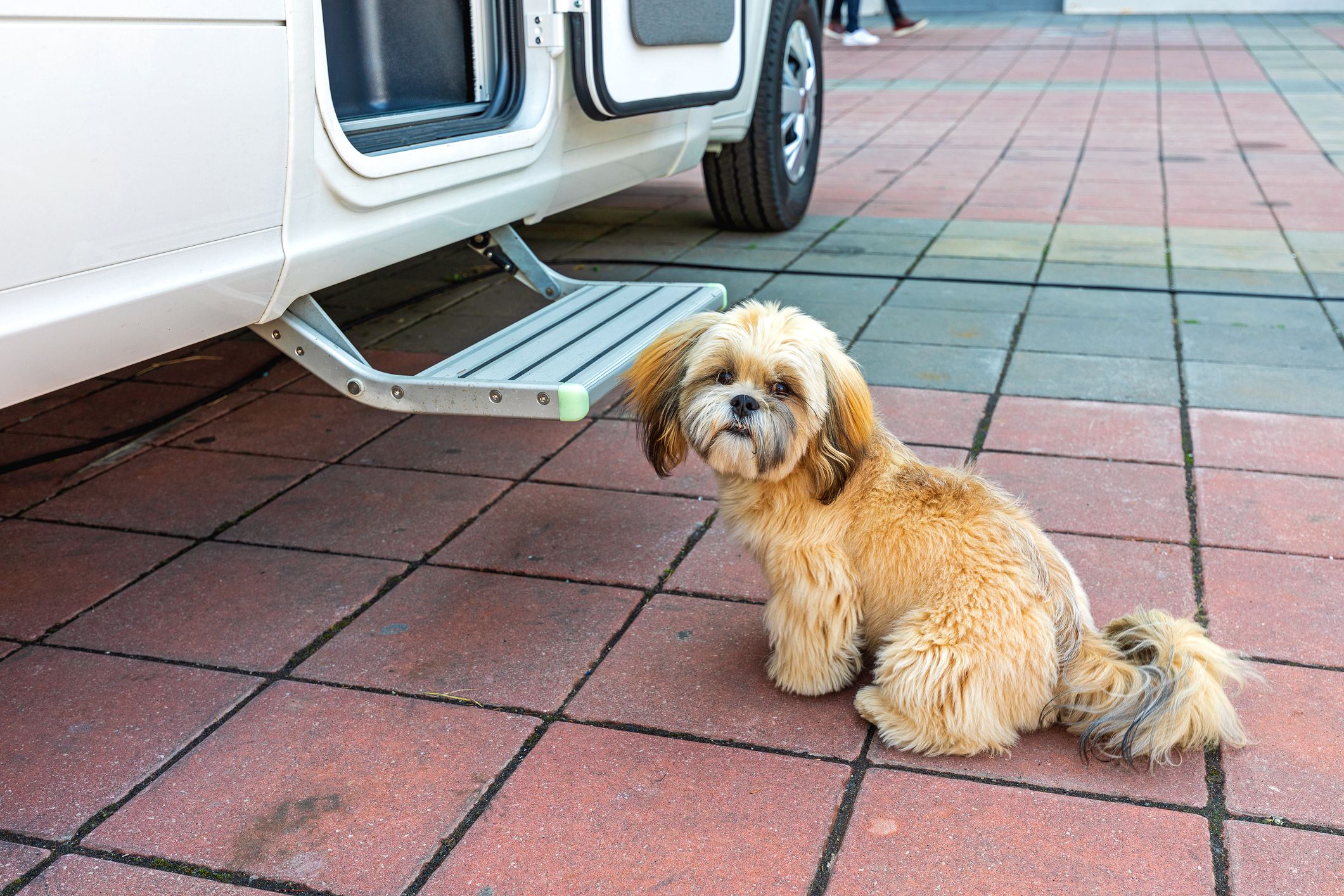 Alone Small Pet Dog in Front of Camper